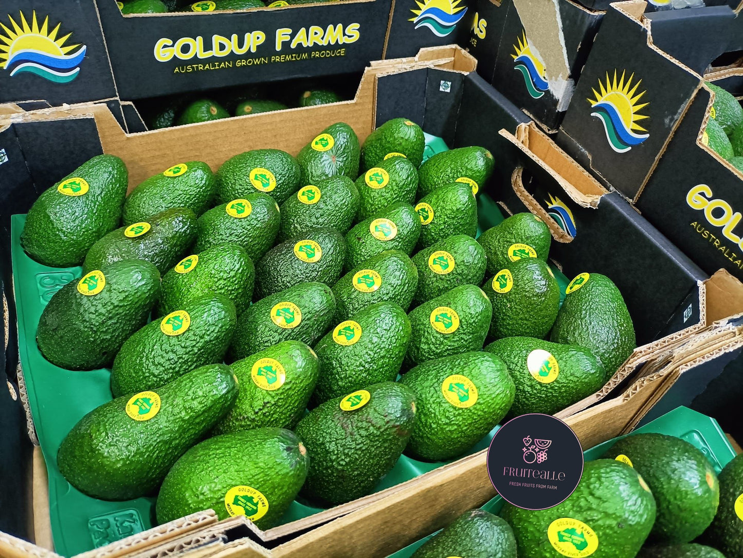 Avocado - Hass Variety | Regular Size | Mexico
