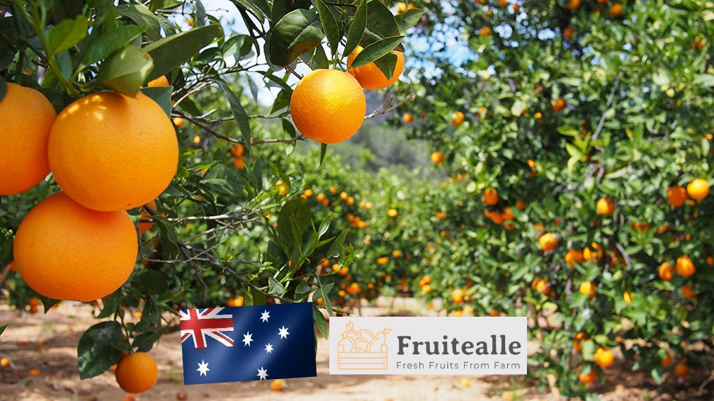 Oranges - Oranges Navel | Sunkist Brand