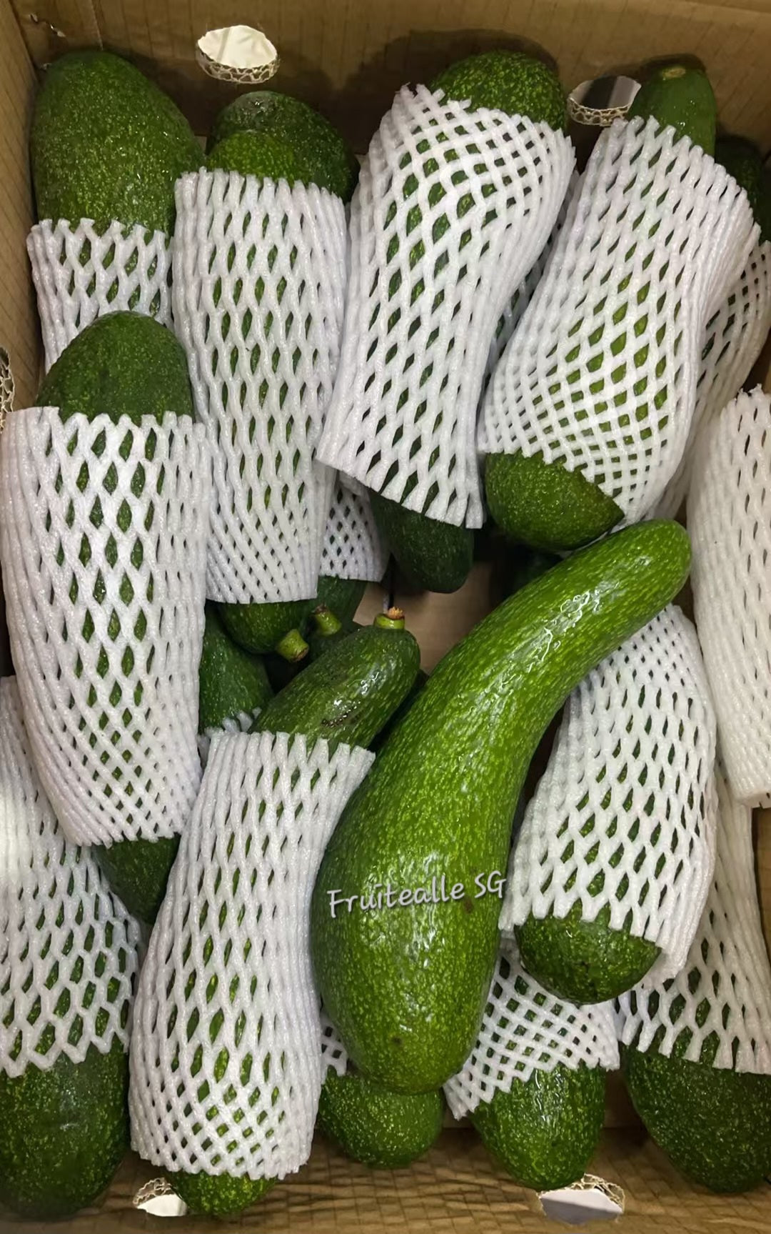 Avocado - Russell Long Neck Avocado