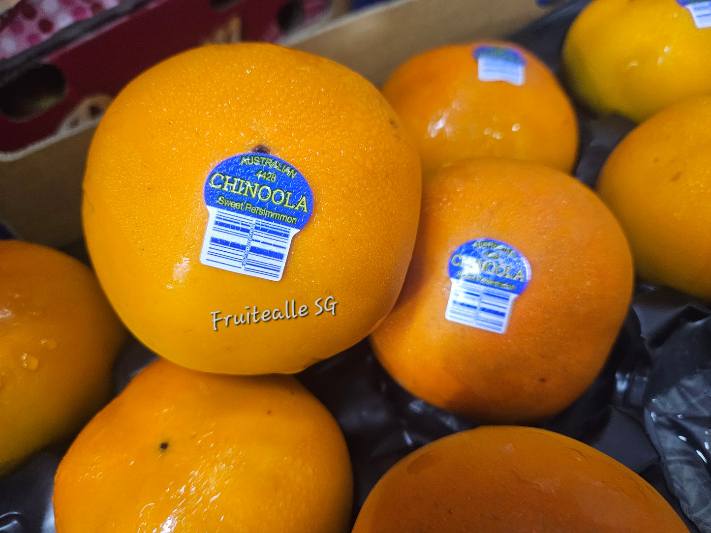 Persimmon - Australia Fresh Persimmon | Medium