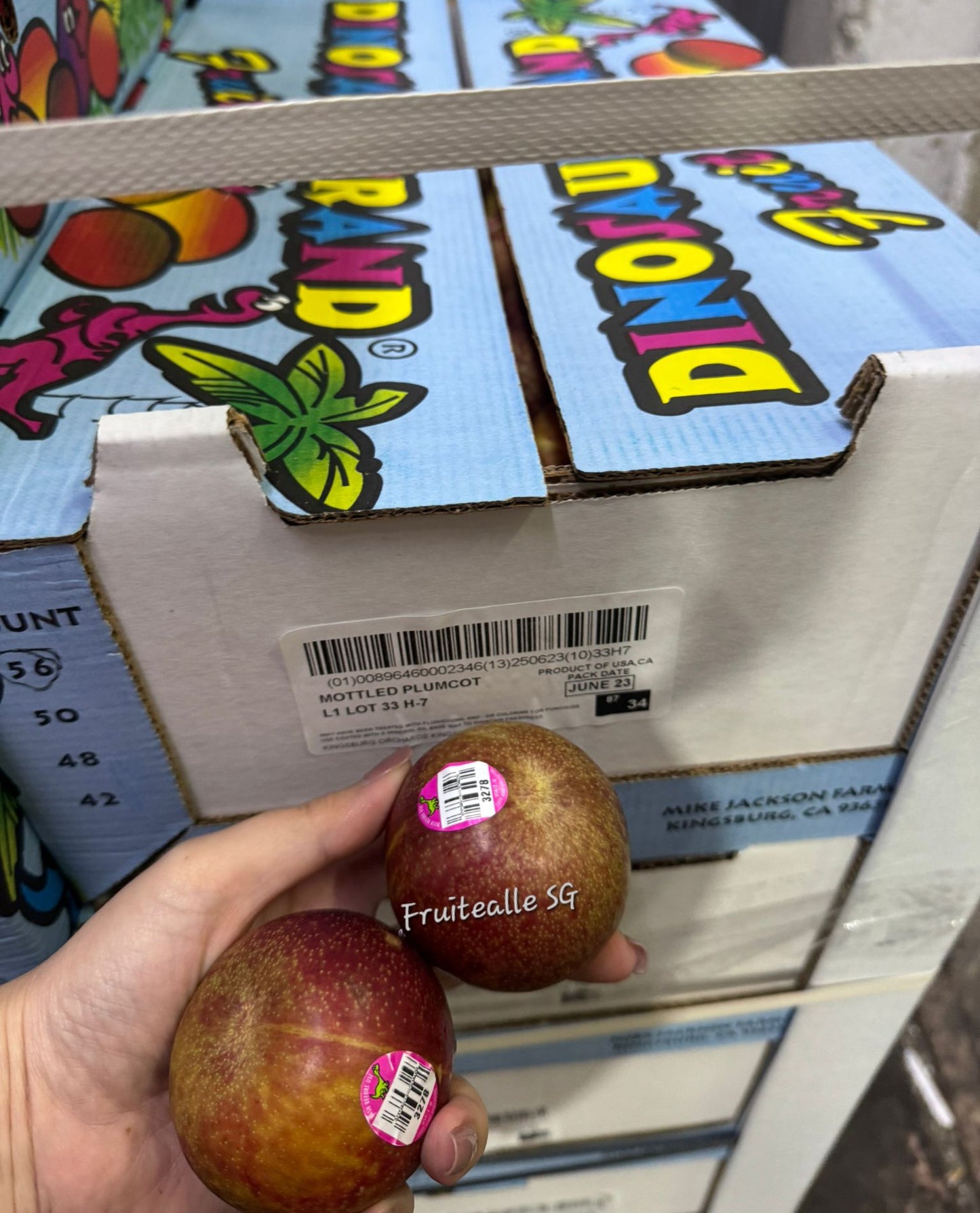 Plum - USA Red Plumcot | Dino Orchards 🦕