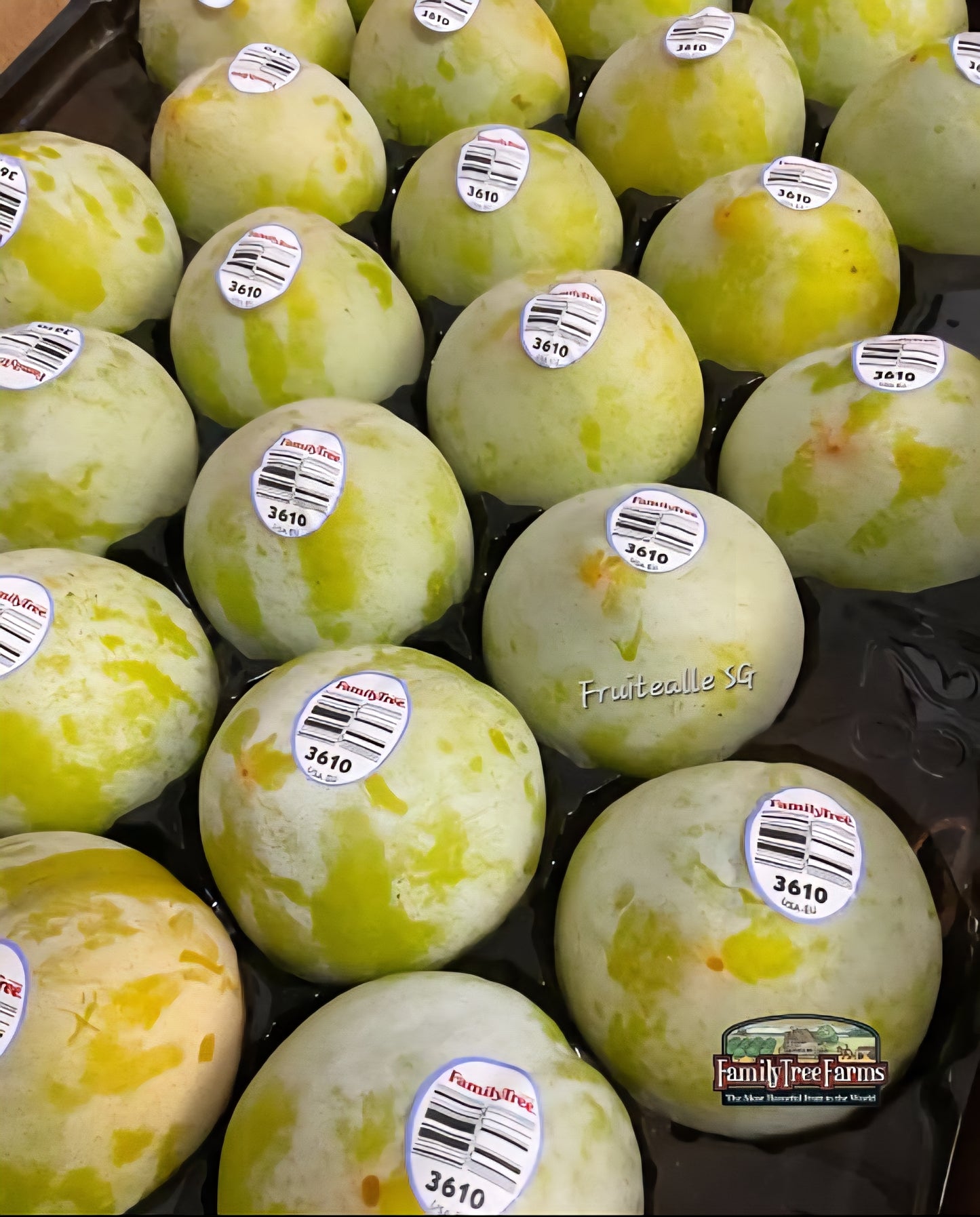 Plum - Emerald Beaut Sweet Plum | USA