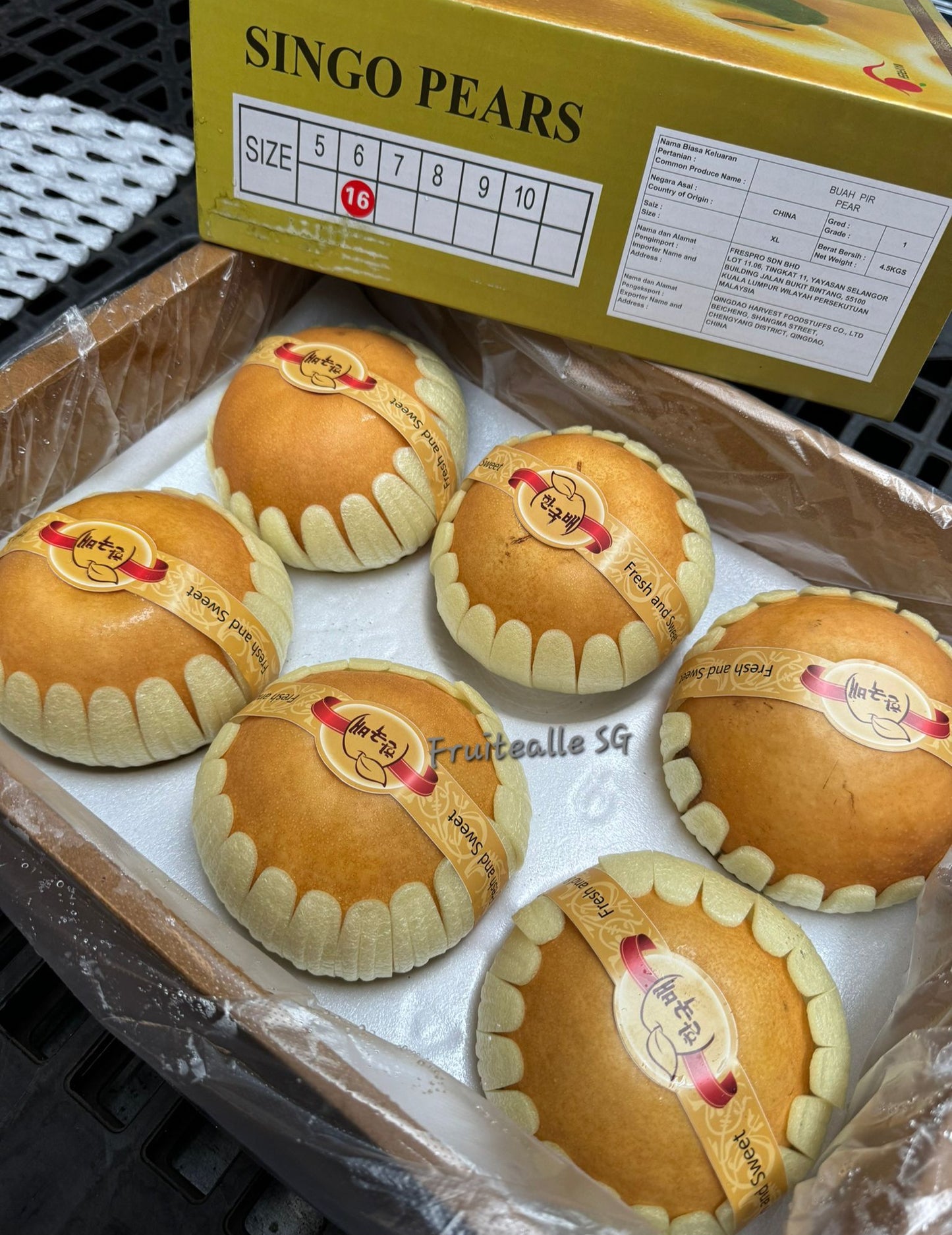 Pear - Singo Pear 新高梨