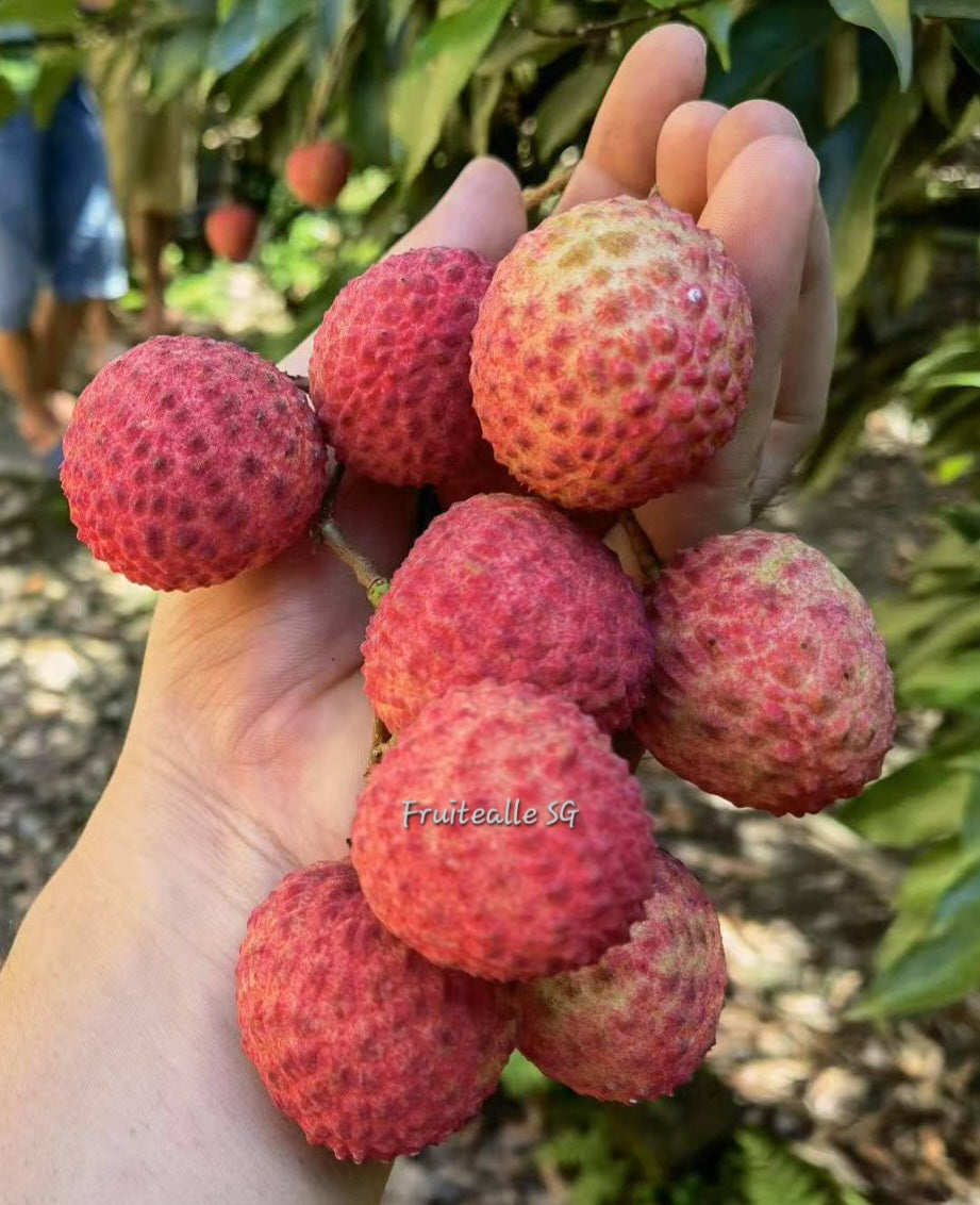 Lychee - Salathiel Lou Mai Chee | 糯米糍 Basket (1.0 kg)