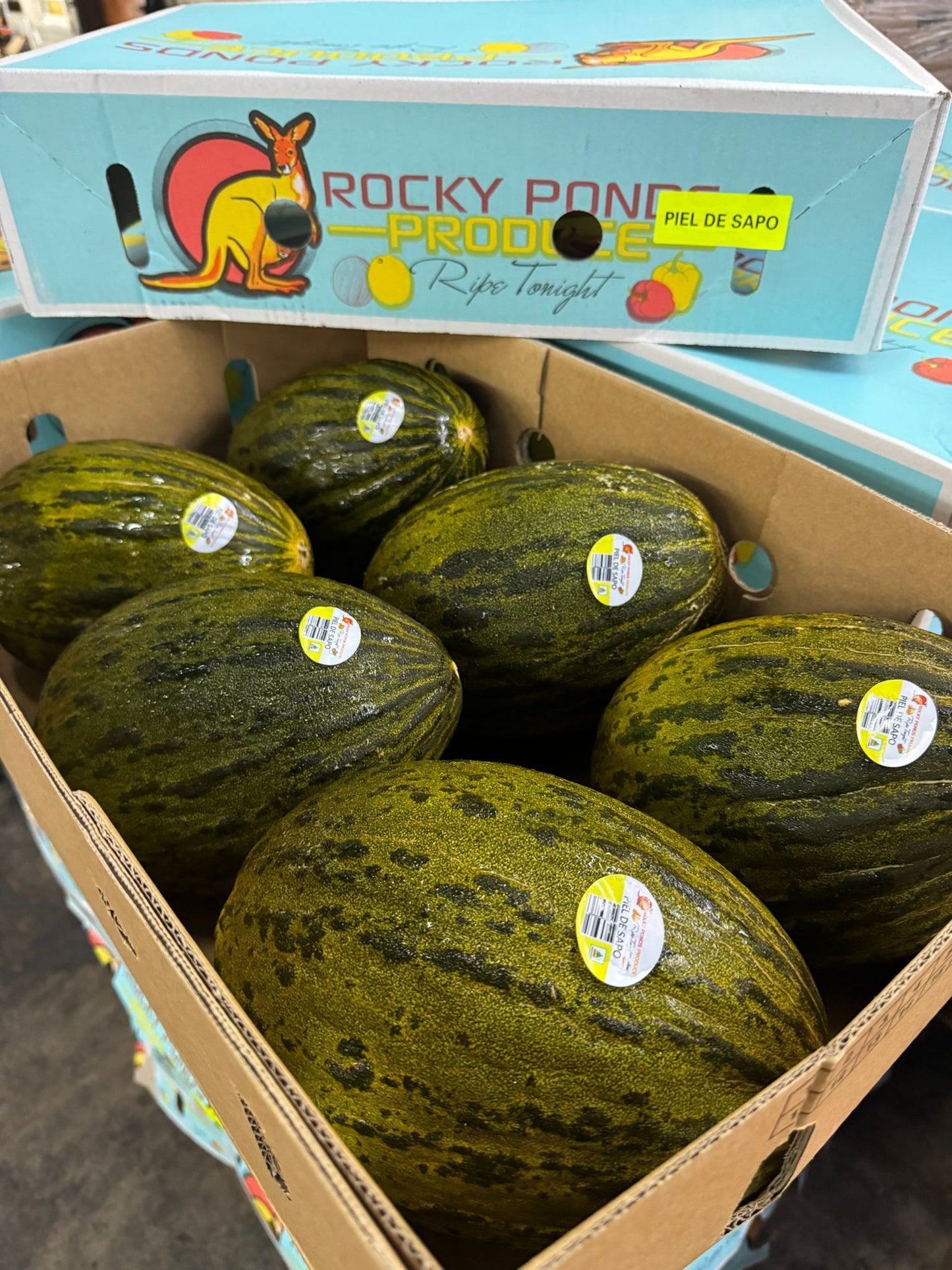 Melon - Australia Sapo Melon