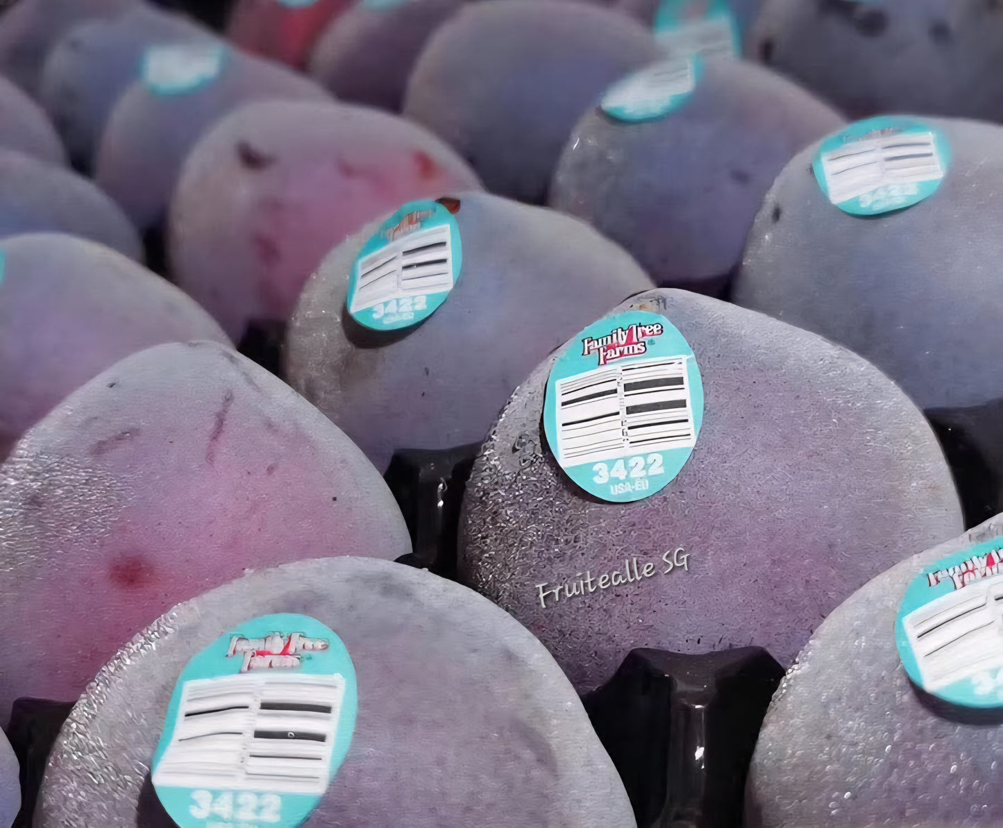 Plum - USA Midnight Rose™ Apricots Plum/ Aprium | Family Tree Orchards