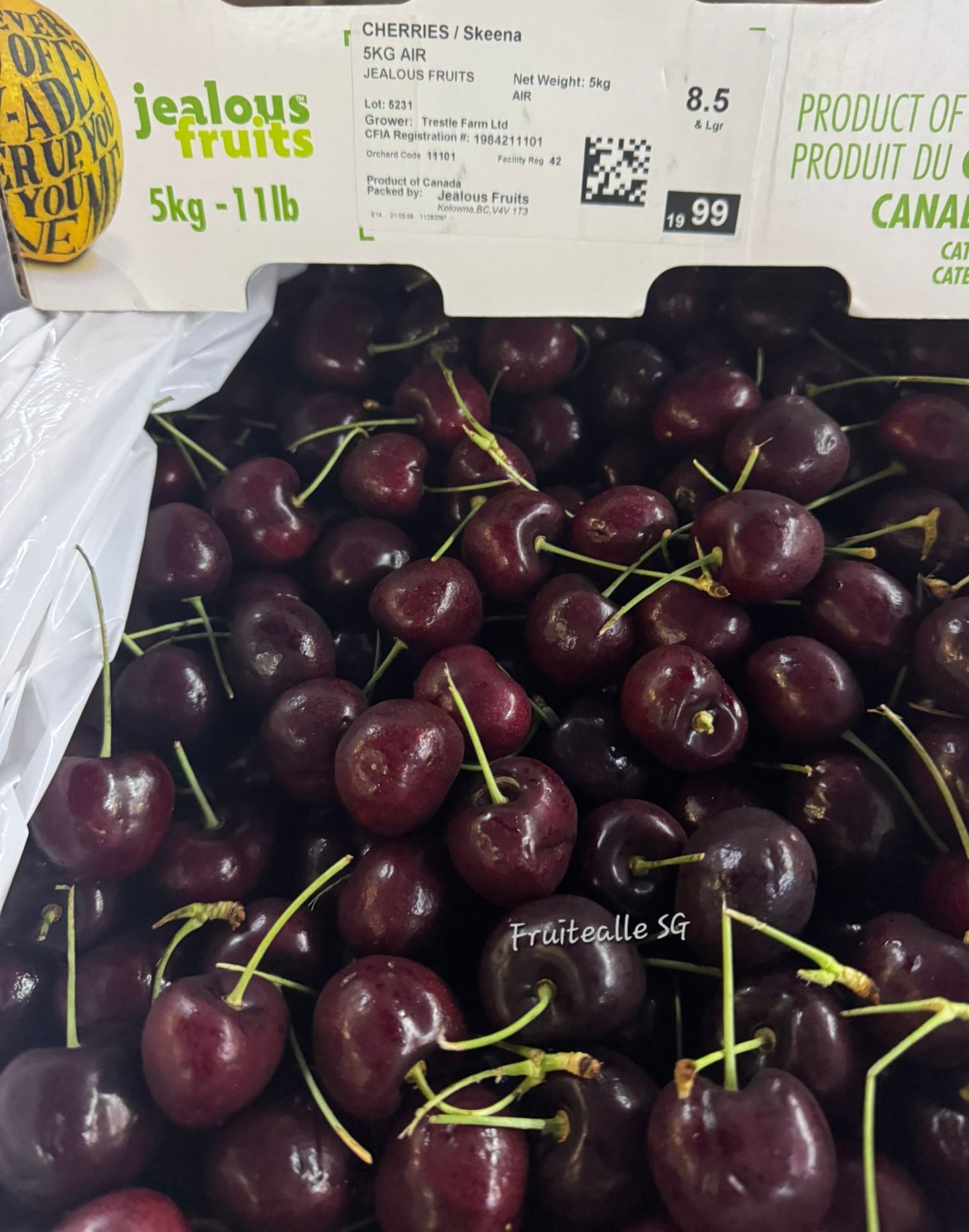 Cherries - Canada Red Cherry | Medium to Large | Size 32mm