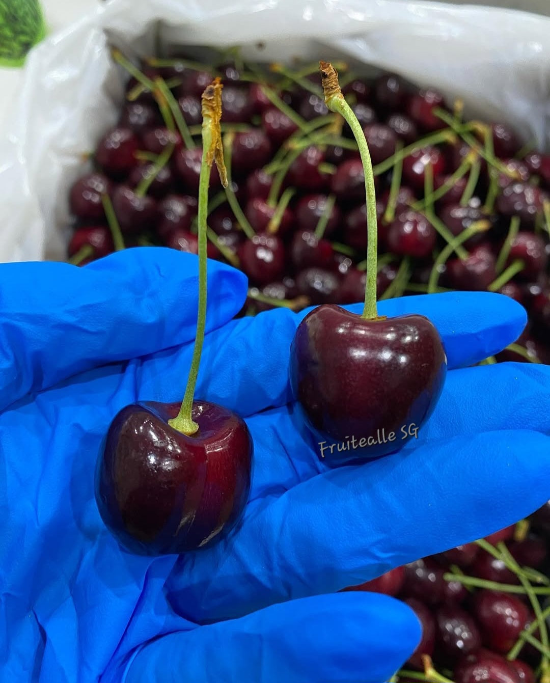Cherries - Canada Red Cherry | Regular Size 28mm
