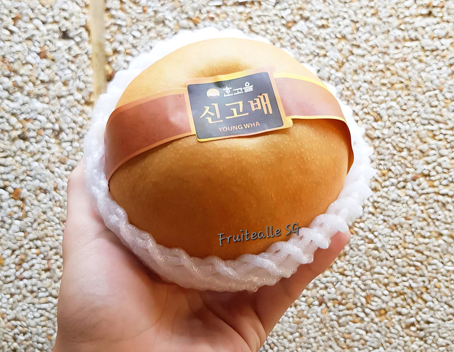 Pear - Young Wha Asian Brown Pear 젊은 화