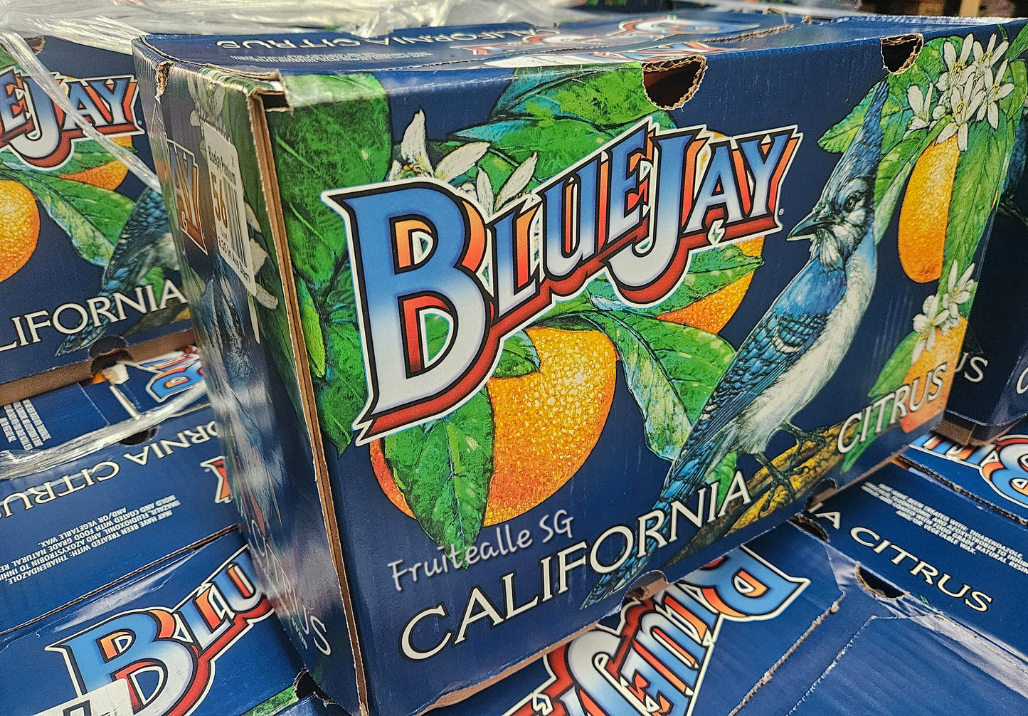 Oranges - BlueJay Citrus Orange【Very Sweet】California, USA | Size Large