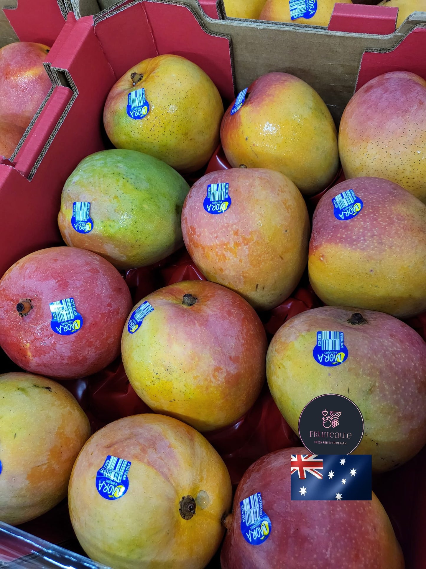 Mango - Australia R2E2 Mango