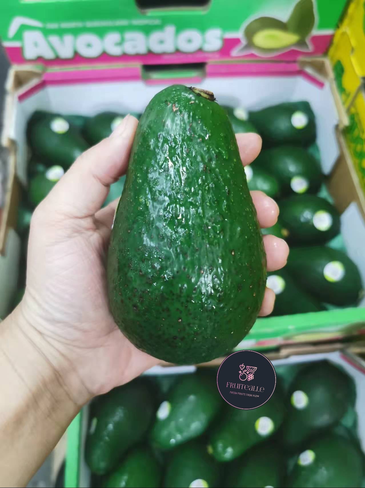 Avocado - Shepard Variety | Regular Size | Australia
