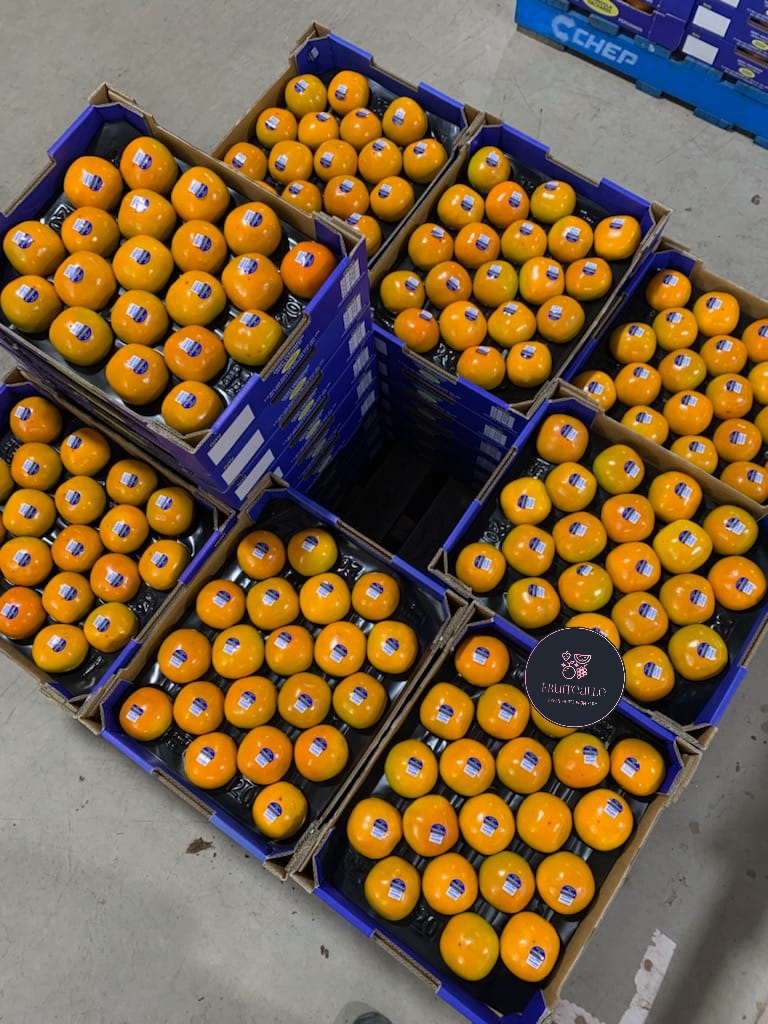 Persimmon - Australia Fresh Persimmon | Medium