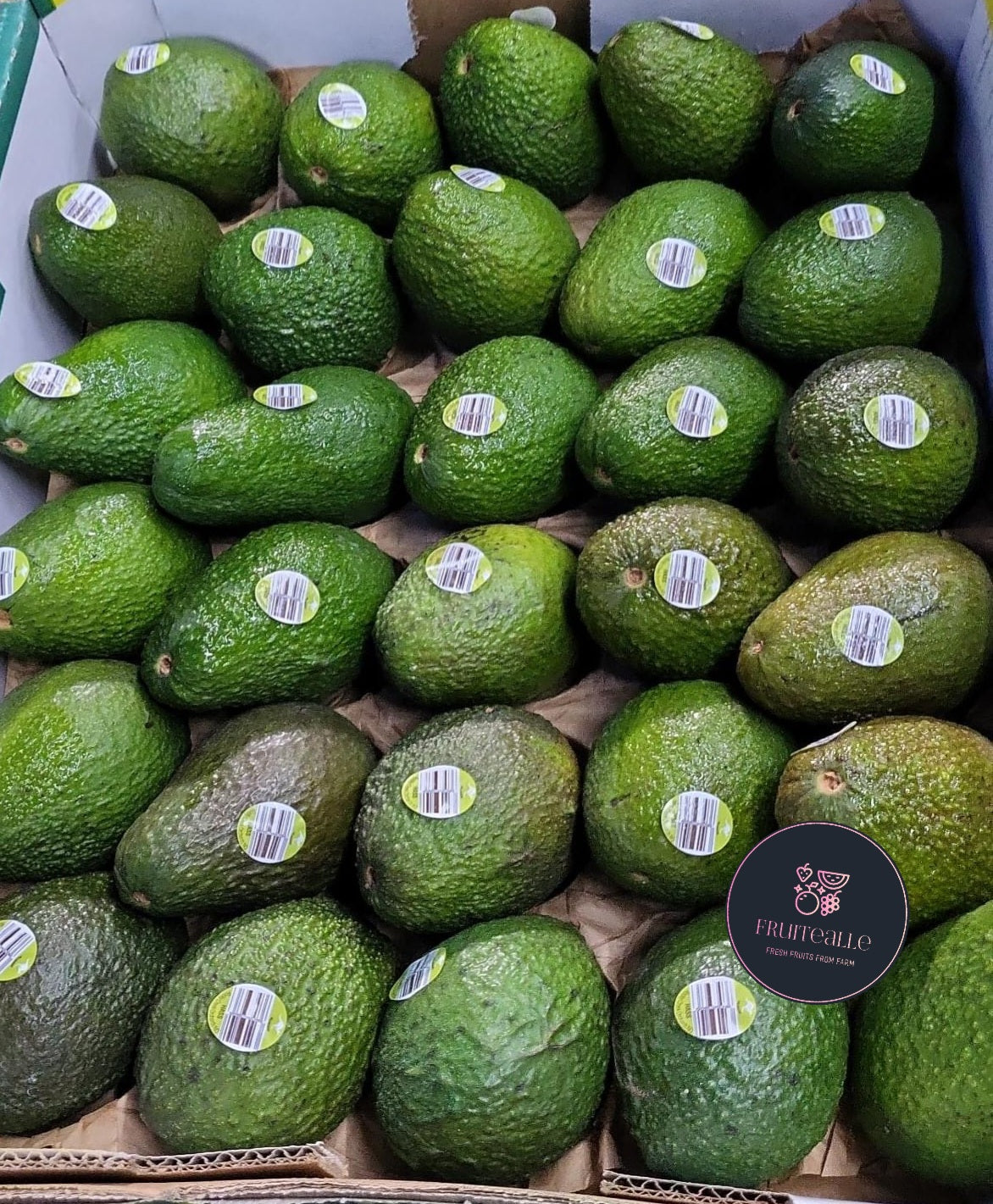 Avocado - Hass Variety | Regular Size | Mexico