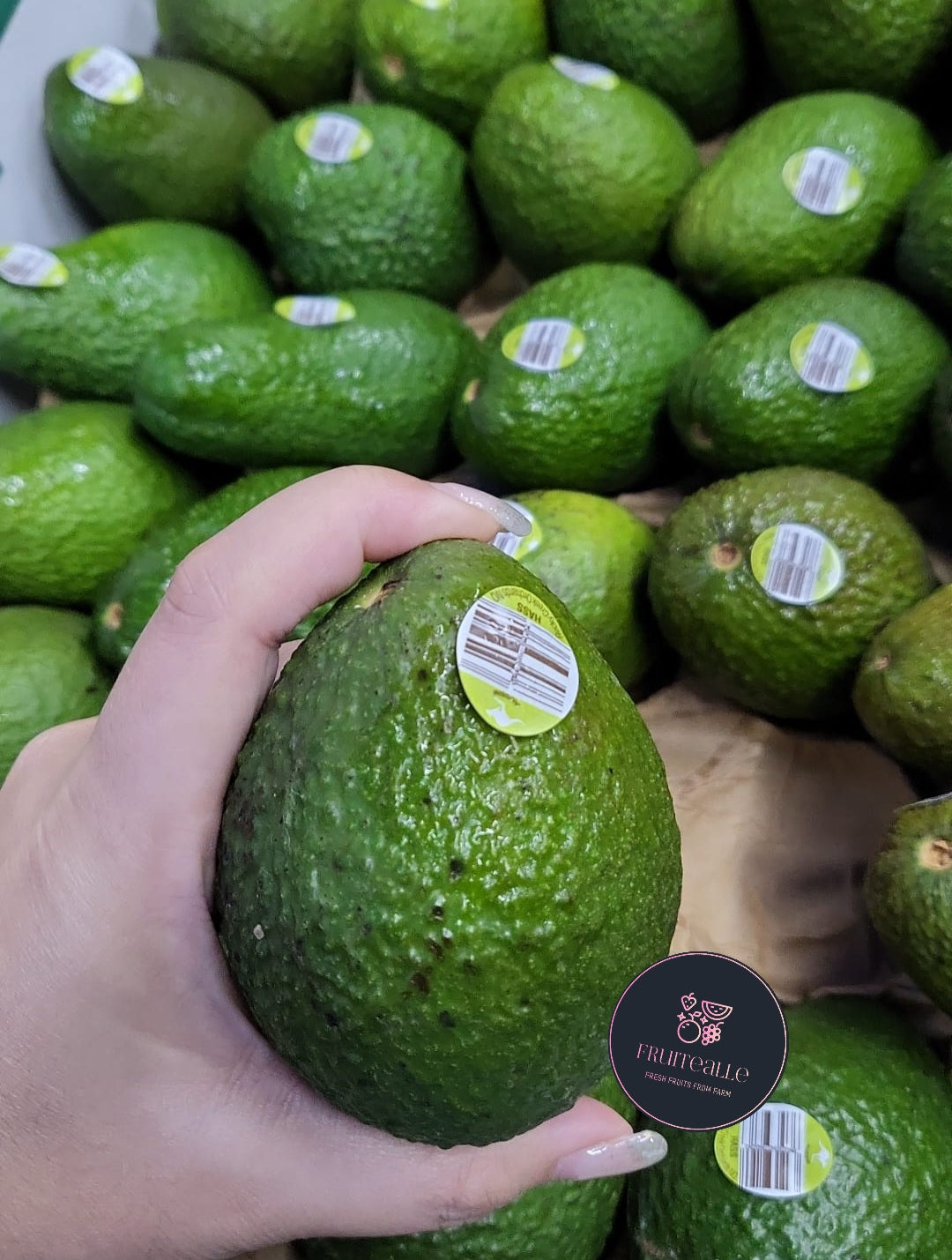 Avocado - Hass Variety | Regular Size | Mexico