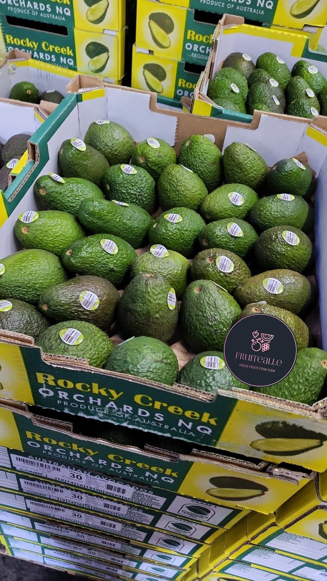 Avocado - Hass Variety | Regular Size | Mexico