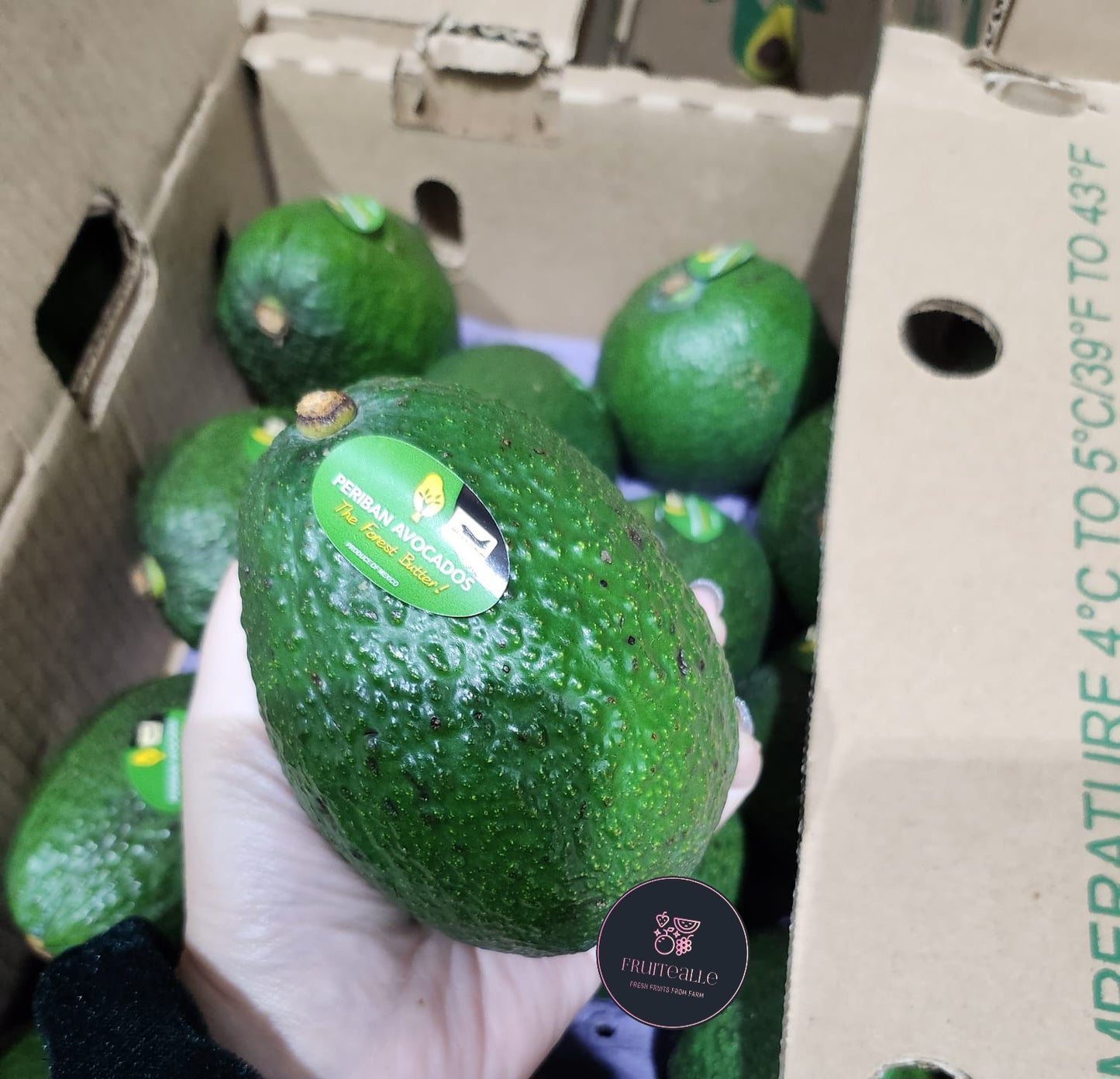 Avocado - Hass Variety | Jumbo Size | Australia