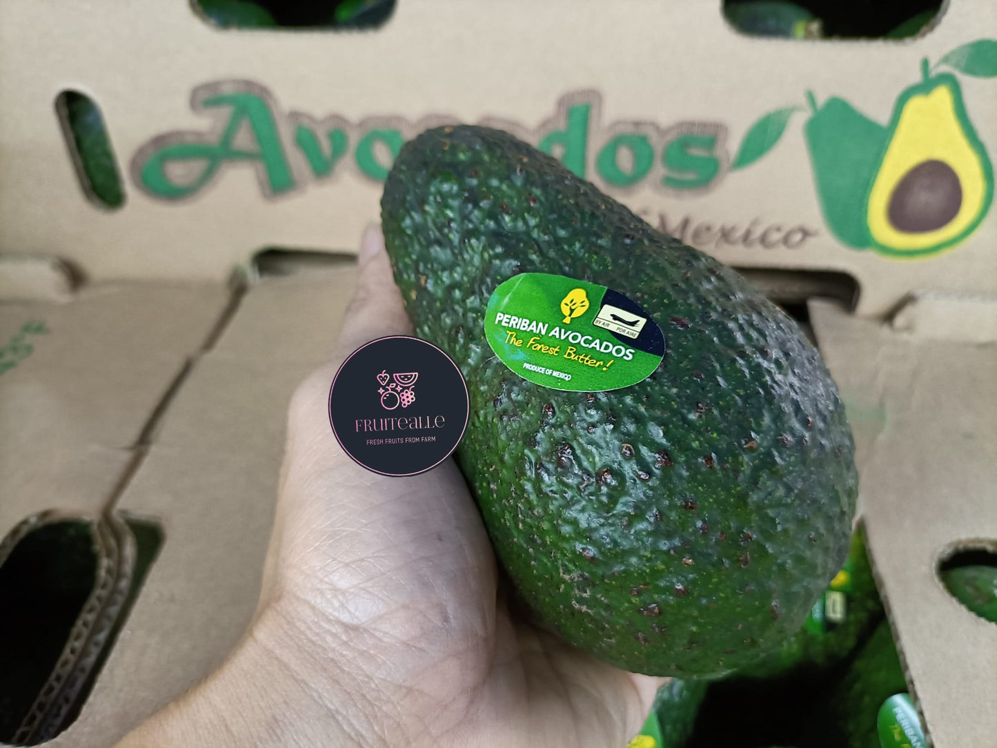 Avocado - Hass Variety | Regular Size | Mexico