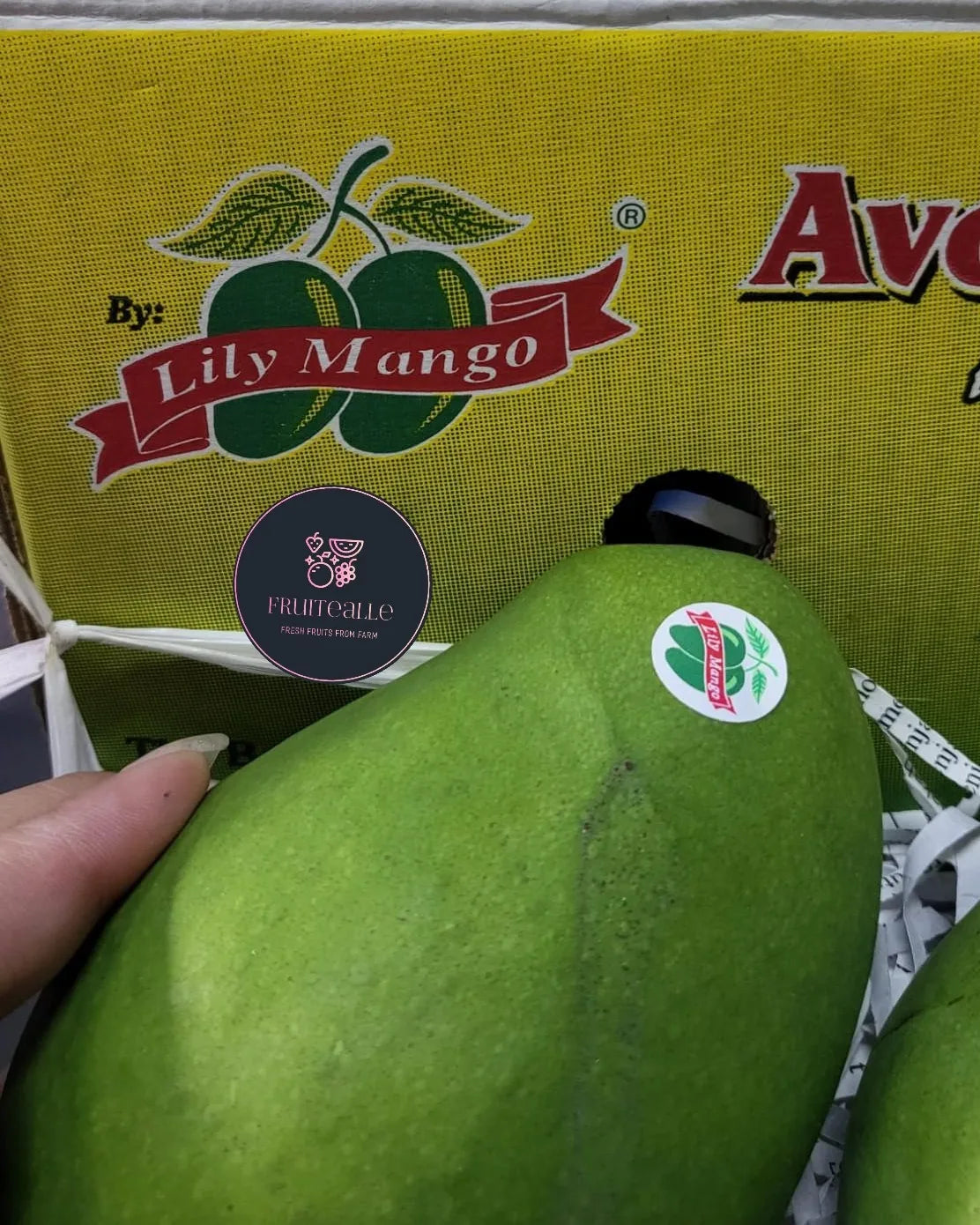 Mango - Lily Avocado Mango