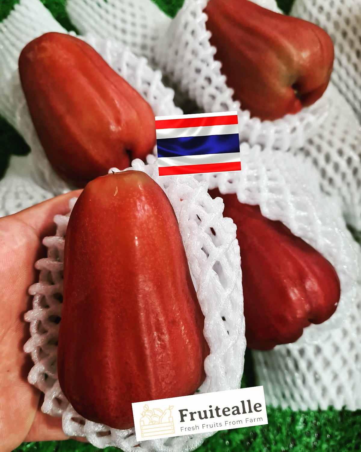 Jambu - Rose Apple Thailand Jambu | 水蓊、莲雾