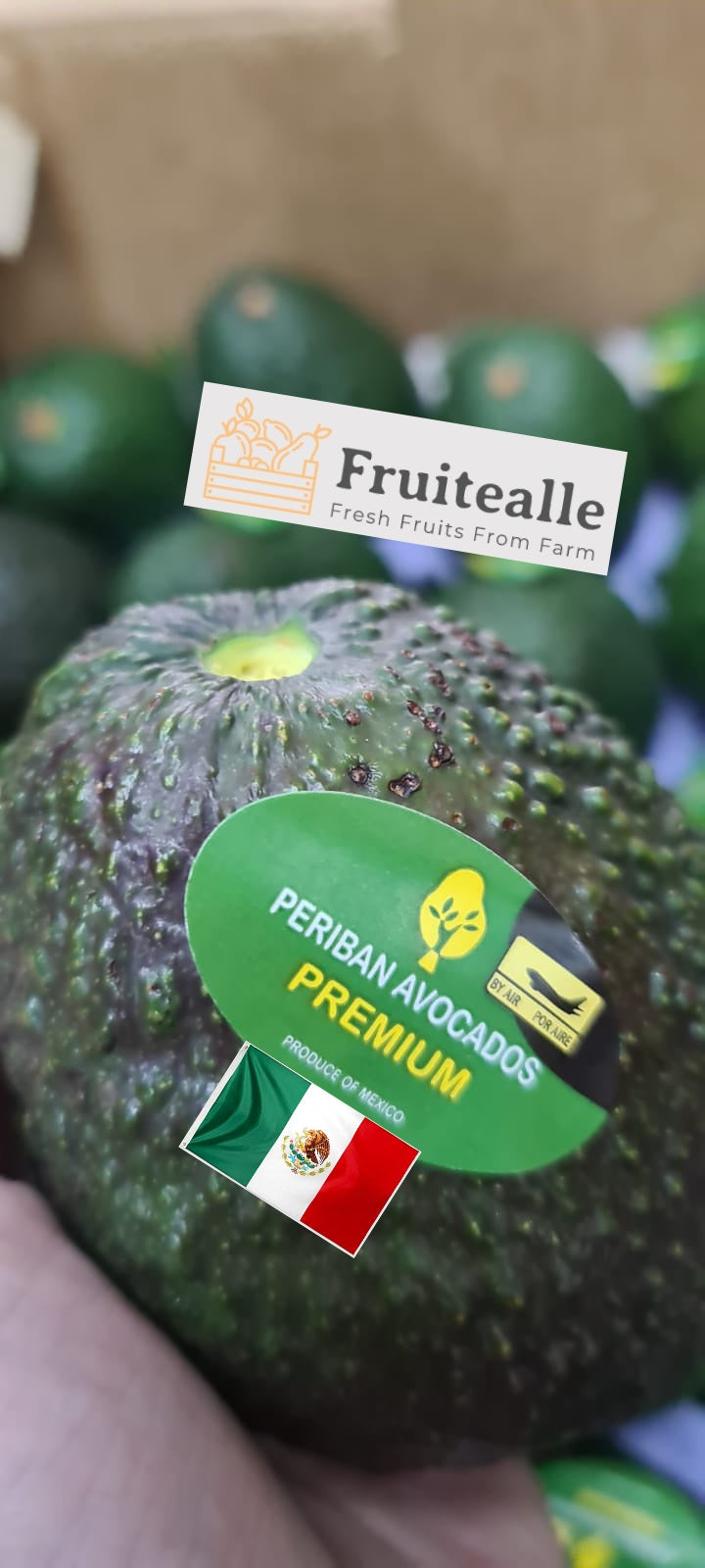 Avocado - Hass Variety | Regular Size | Mexico