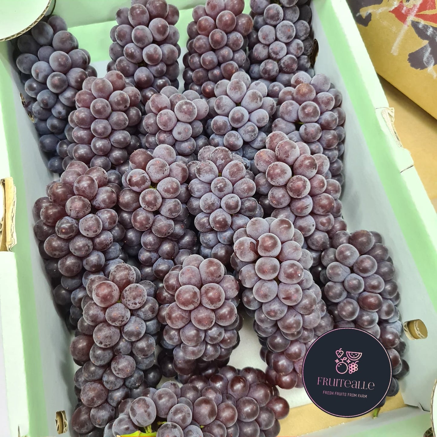Japan Grapes - Delaware (Champagne) Grapes デラウェア