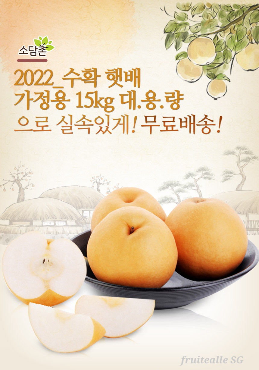 Pear - Korea Shingo Pear 신고 배 (Authentic)