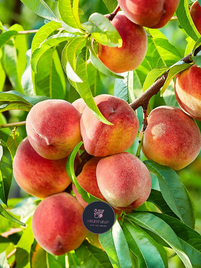 Peaches - Australia Sweet White Peaches | Medium/Large Size