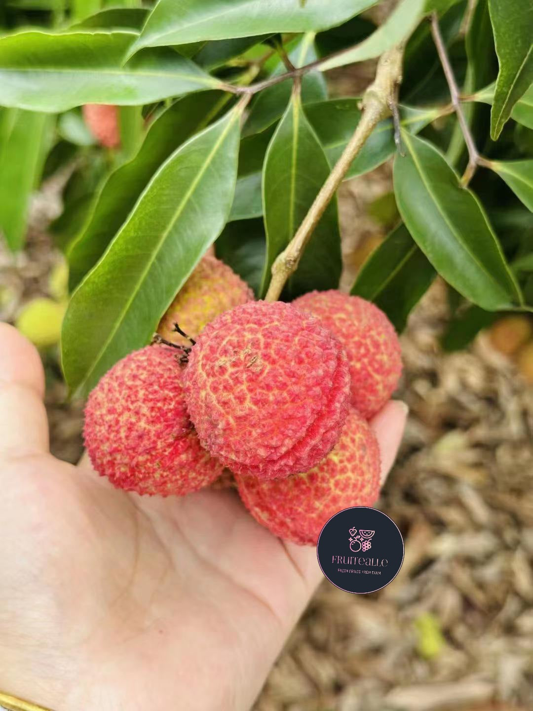 Lychee - Seedless Lychees [Air-Flown]