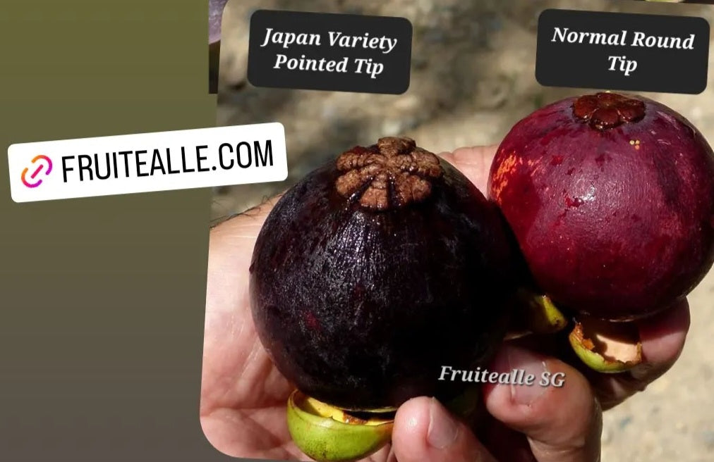 Mangosteen - Japan Variety Sweet Mangosteen