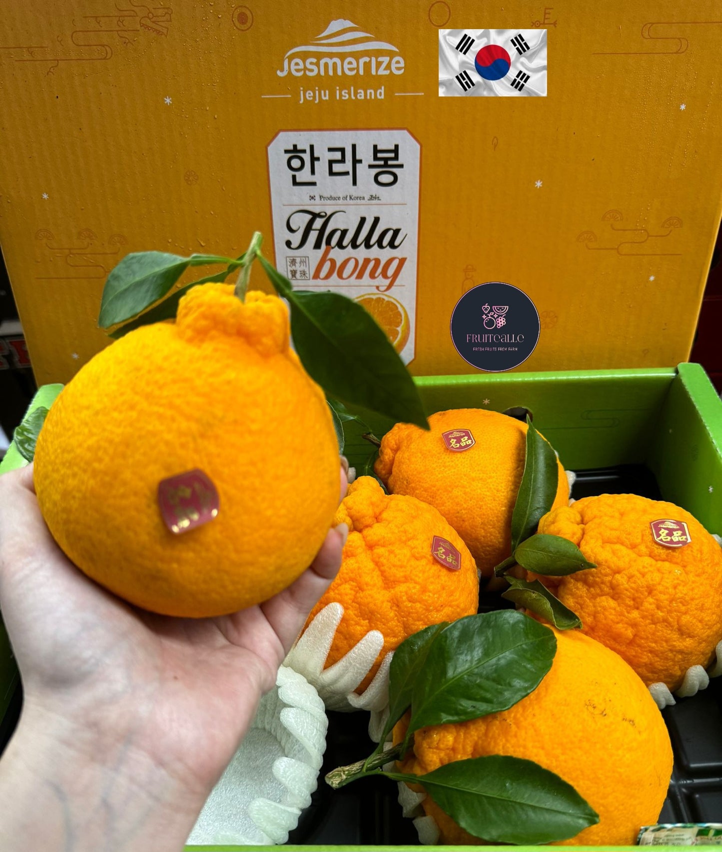 (2025 CNY ㊗️) Orange Korea - Jeju, Korea Hallabong 한라봉 [3kg GiftBox]