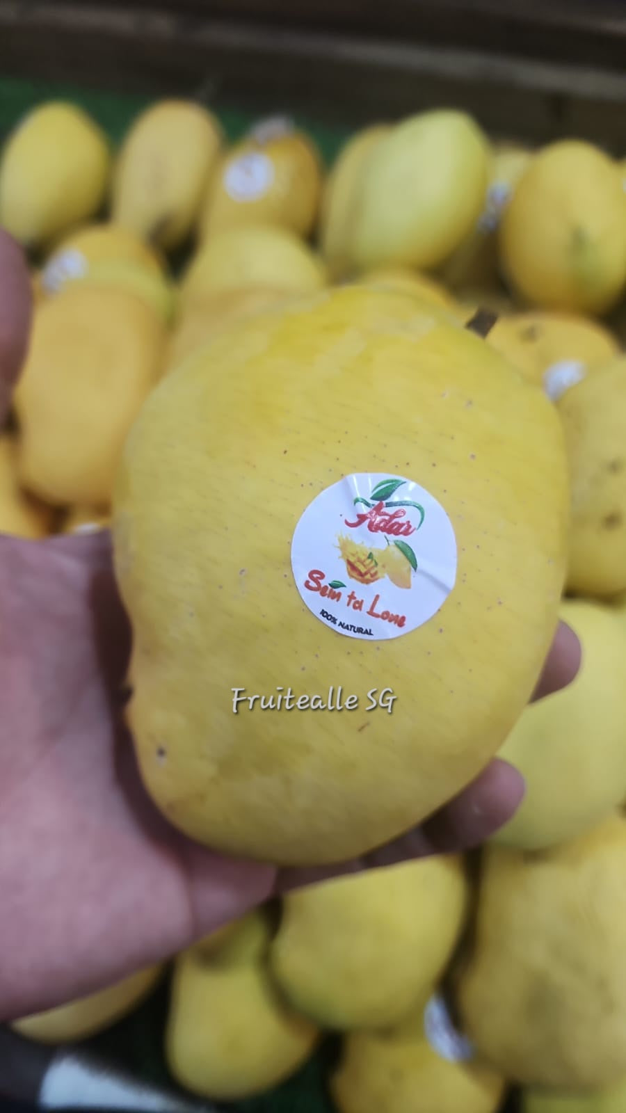 Mango - Myanmar Mango [SEIN TA LONE]