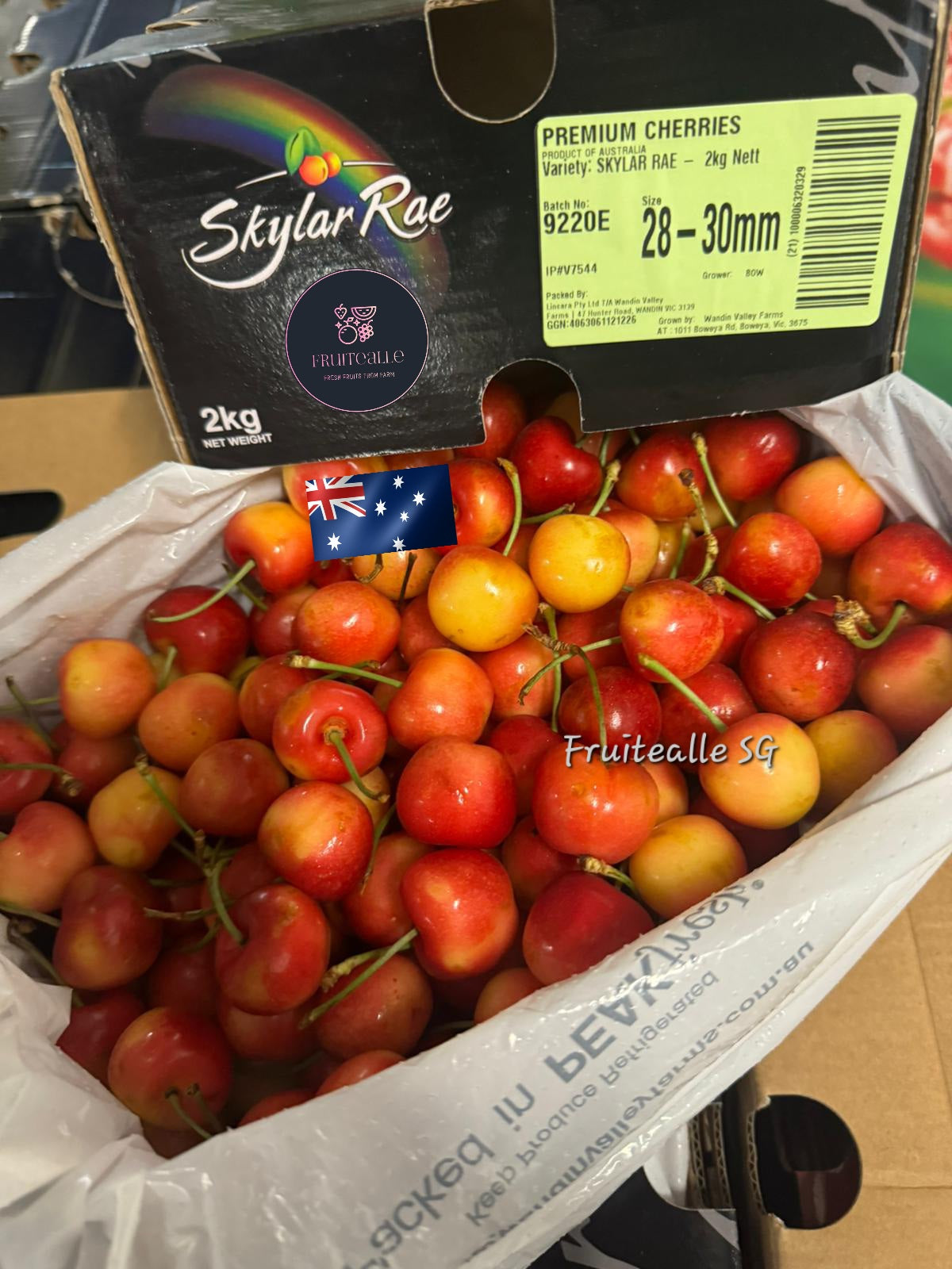 Cherry - USA Skylar Rae [Rainier White] Cherries【28mm - 30mm】Regular Size 9.5R