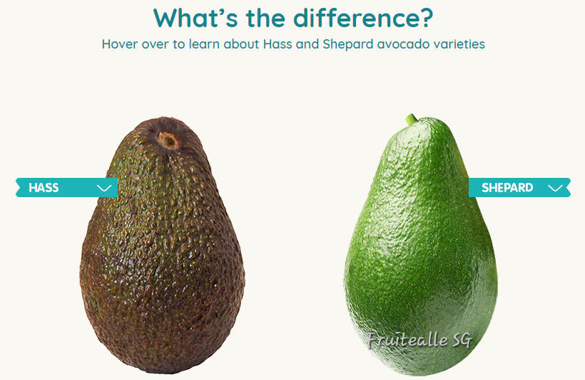 Avocado - Shepard Variety (Regular Size)