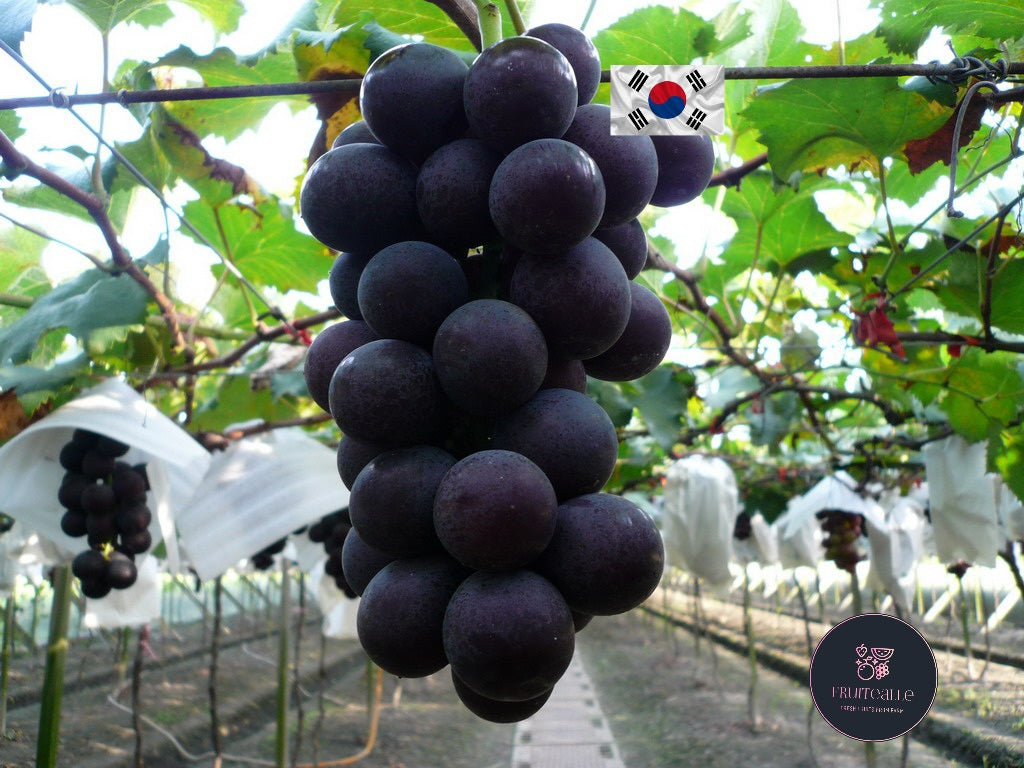 Grapes - Korea Seedless Kyoho 샤인 머스캣 450gm | 韩国巨峰葡萄无籽