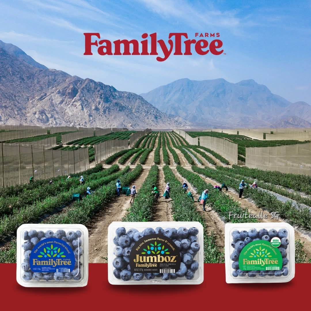 Blueberry  - Super Jumboz Blueberry 125gm [FamilyTree Farm] | Peru Blueberries