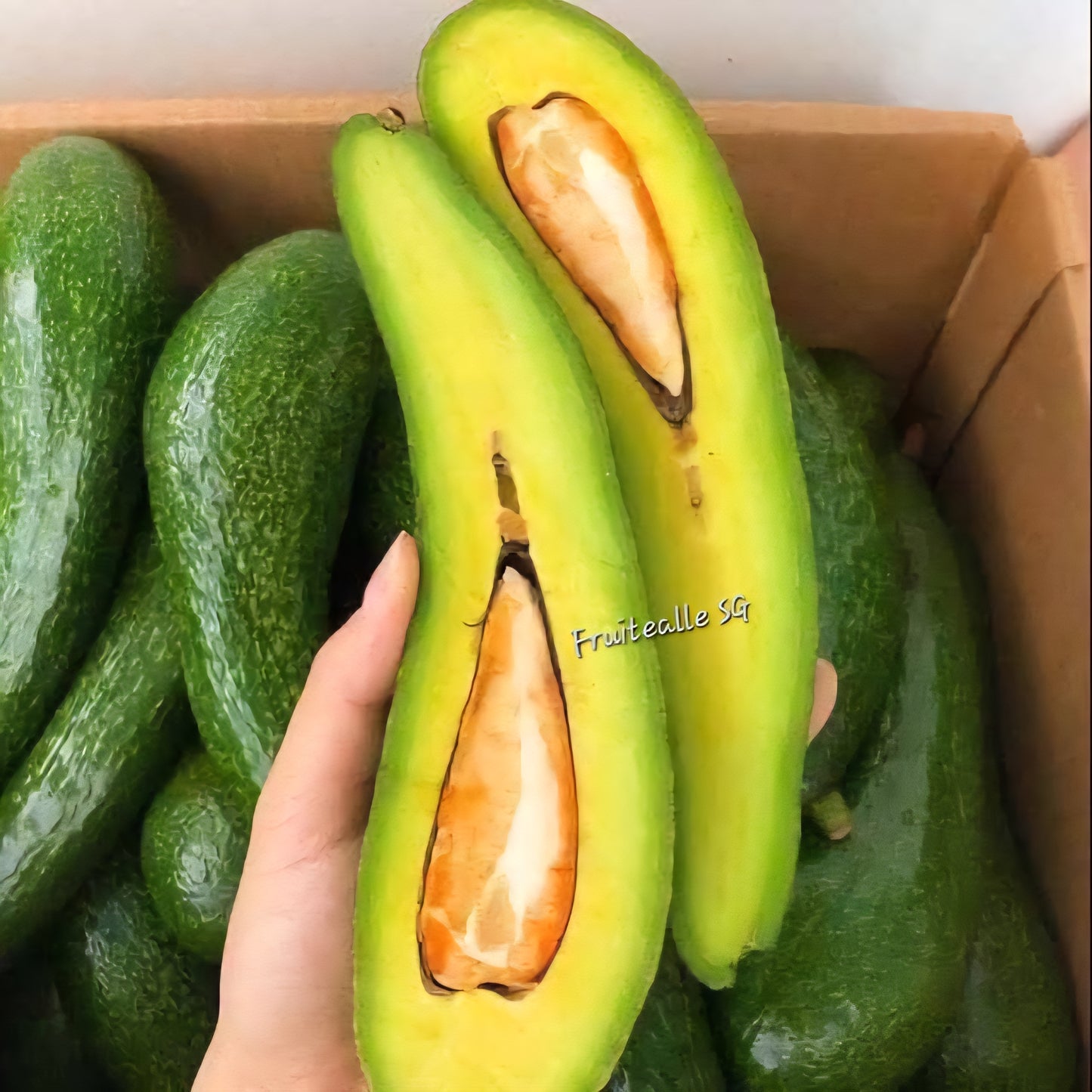 Avocado - Russell Long Neck Avocado