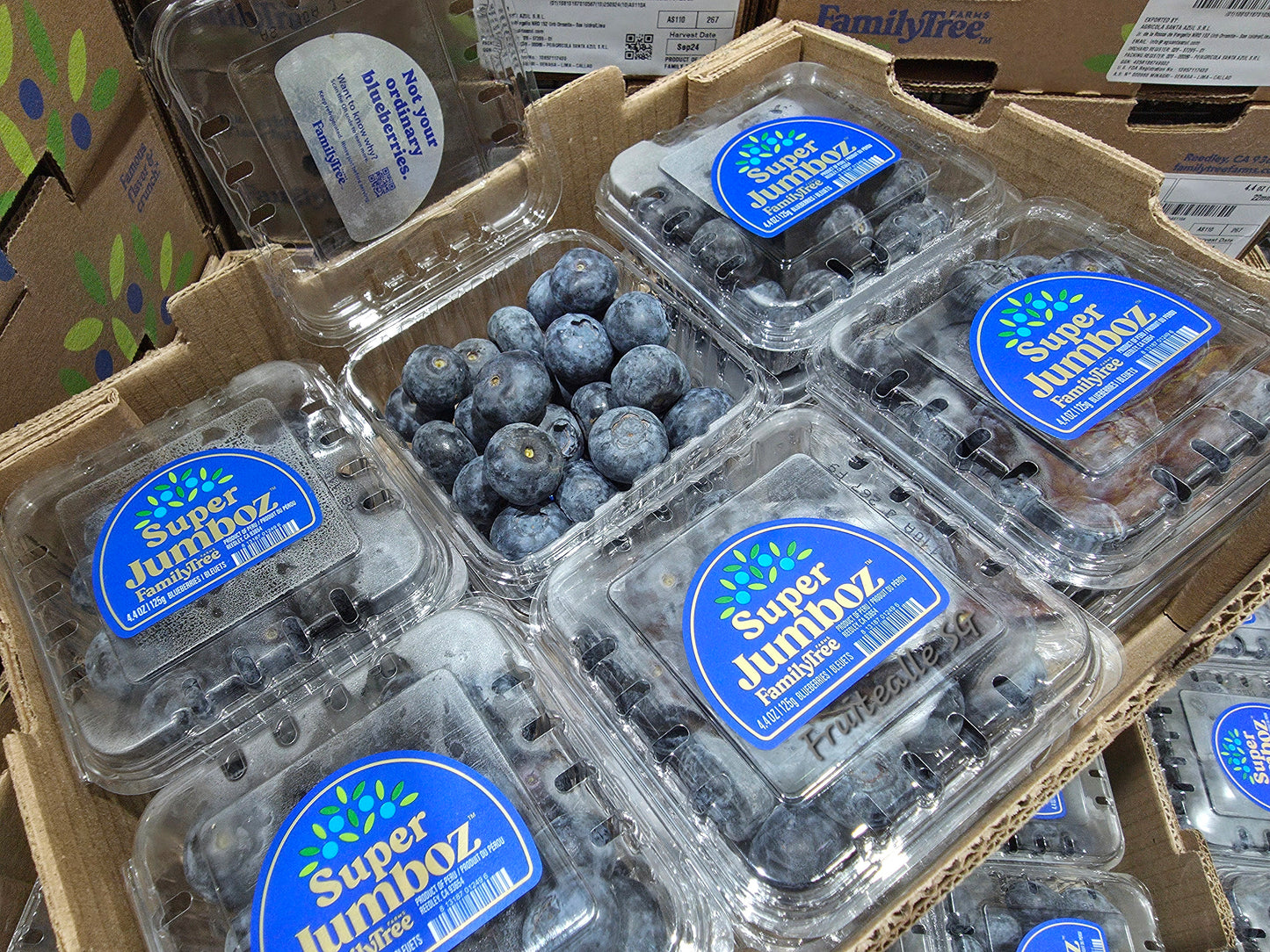 Blueberry  - Super Jumboz Blueberry 125gm [FamilyTree Farm] | Peru Blueberries