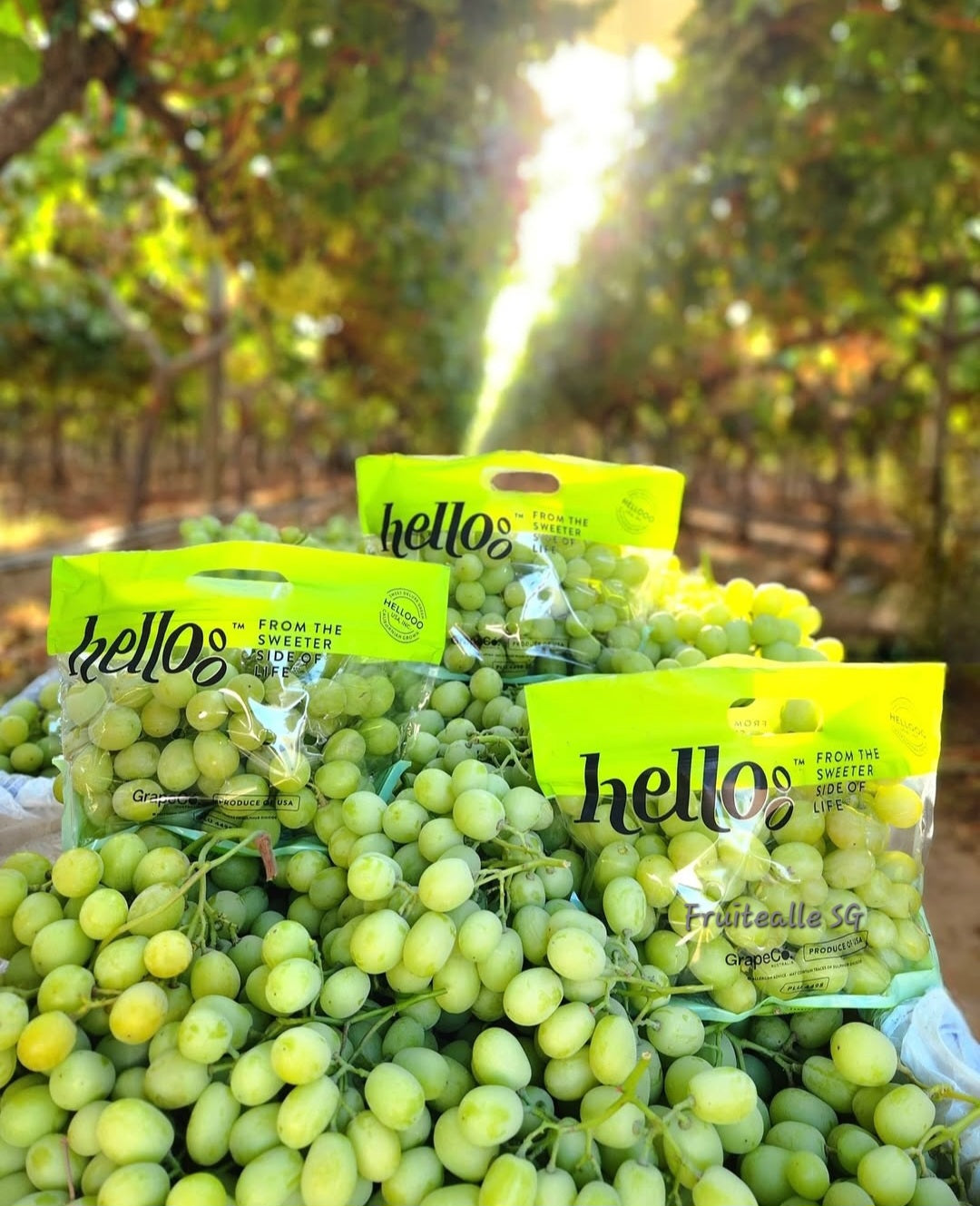 Grapes - Green Seedless [Sweet Globe®] | by Hellooo™ Exclusive