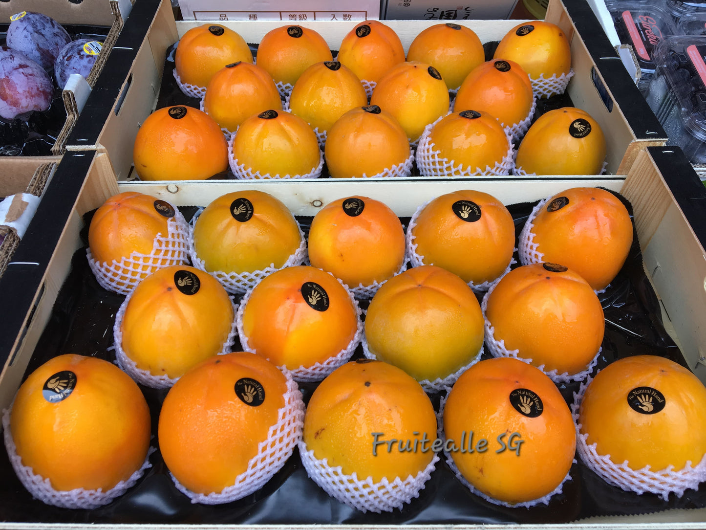 Persimmon - Spain Kaki Persimmon