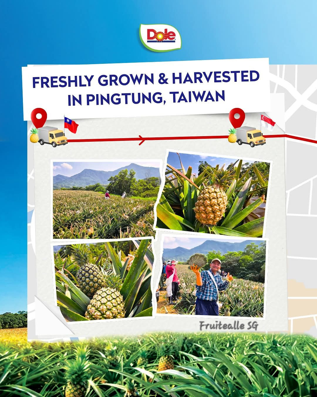 Pineapple - Dole Taiwan Honey Pineapple | 台灣鳳梨 (屏東市)