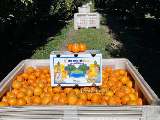 Orange - Australia Abbotsiegh Honey Murcott Mandarin
