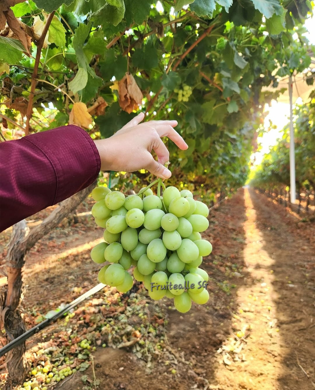 Grapes - Green Seedless [Sweet Globe®] | by Hellooo™ Exclusive