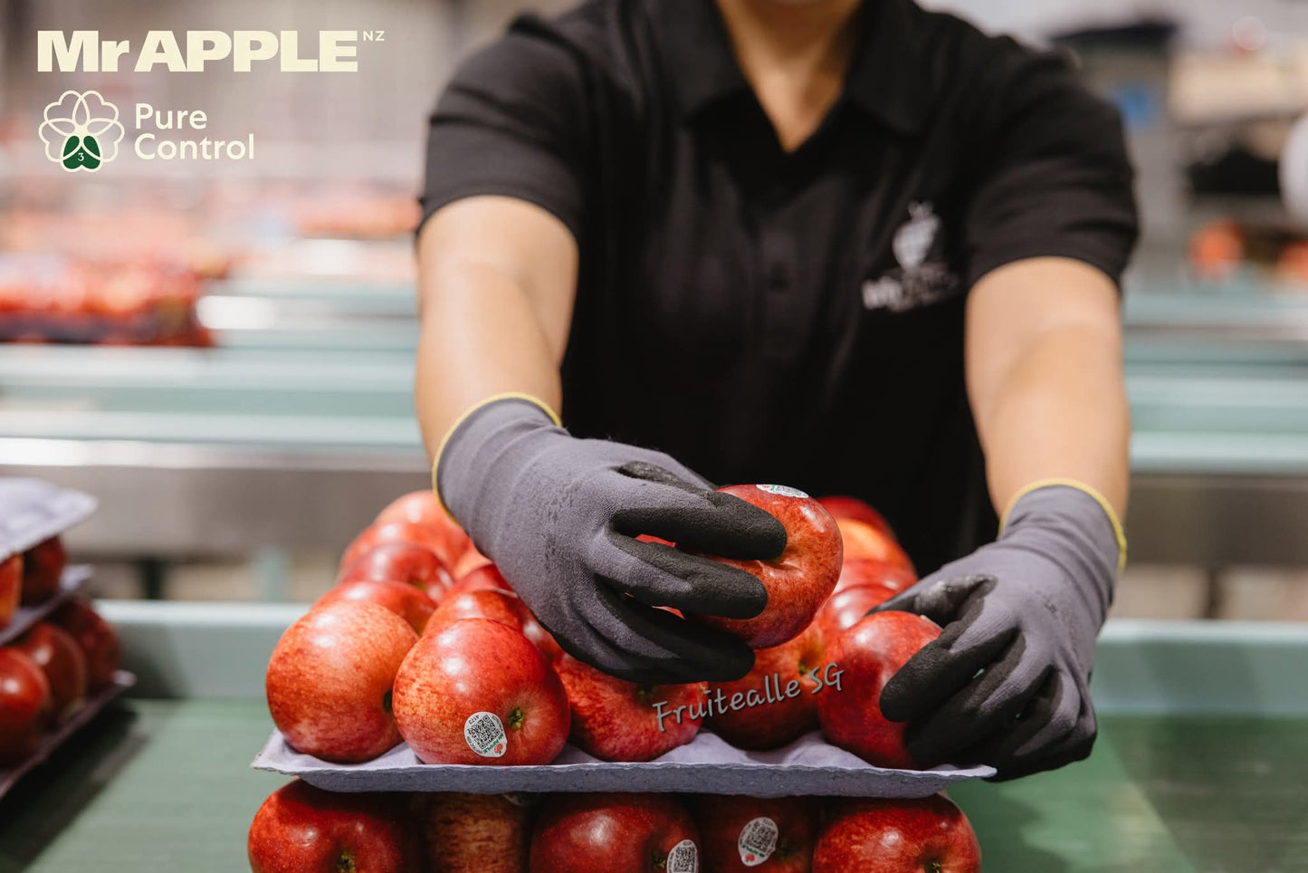 Apple - NZ Queen Apple | [Mr.Apple] New Zealand