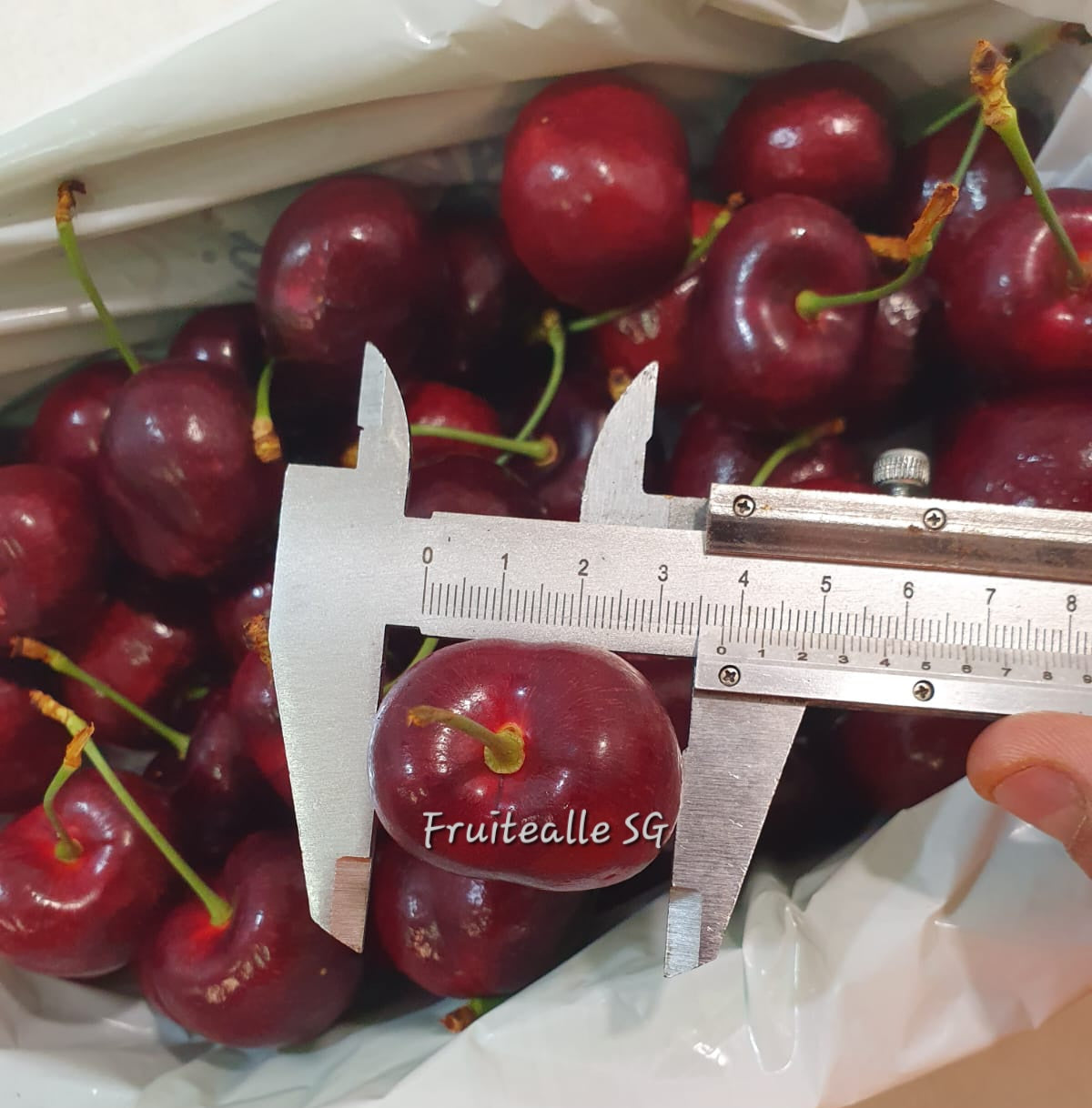 Cherry - Tasmania, Aust Red Cherries | Bourbon Creek Orchards | 36mm++ & 38mm++ 【Super Jumbo】 [Premium Sweet]