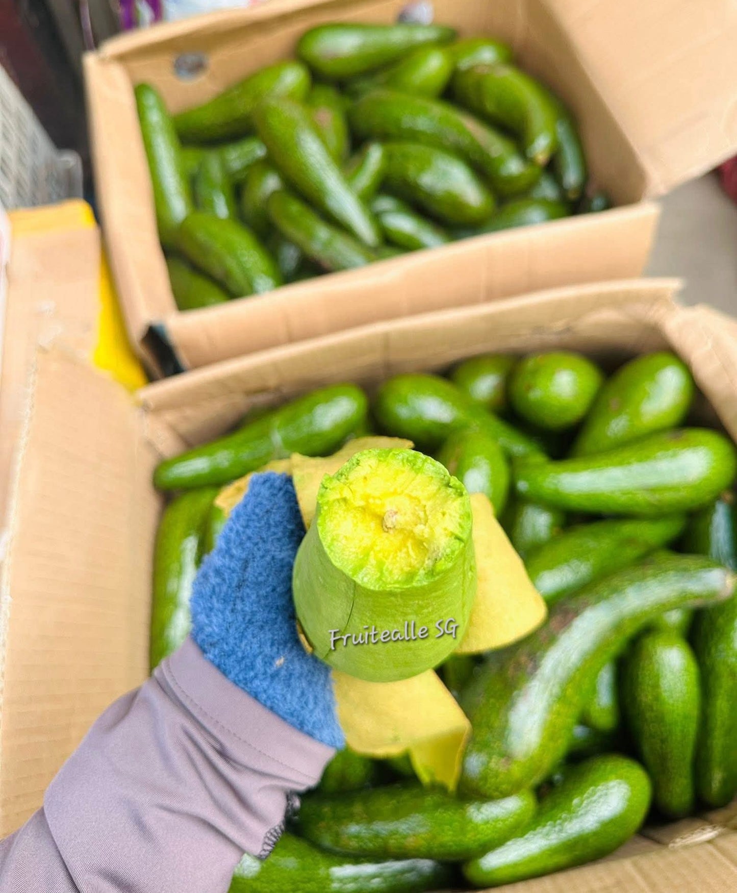Avocado - Russell Long Neck Avocado