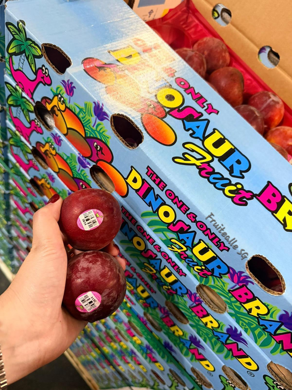 Plum - USA Crimson Velvet™ Plumcot | Dino Orchards