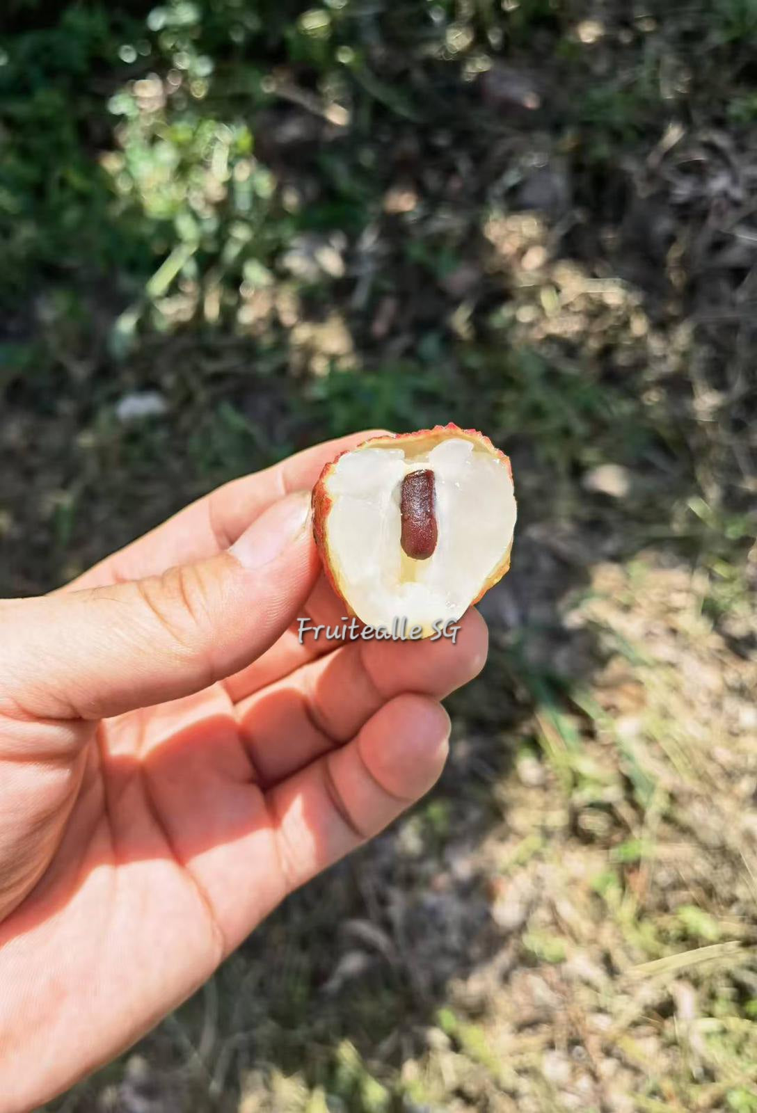 Lychee - [Mini Seed] Salathiel Lou Mai Chee | 糯米糍 Basket