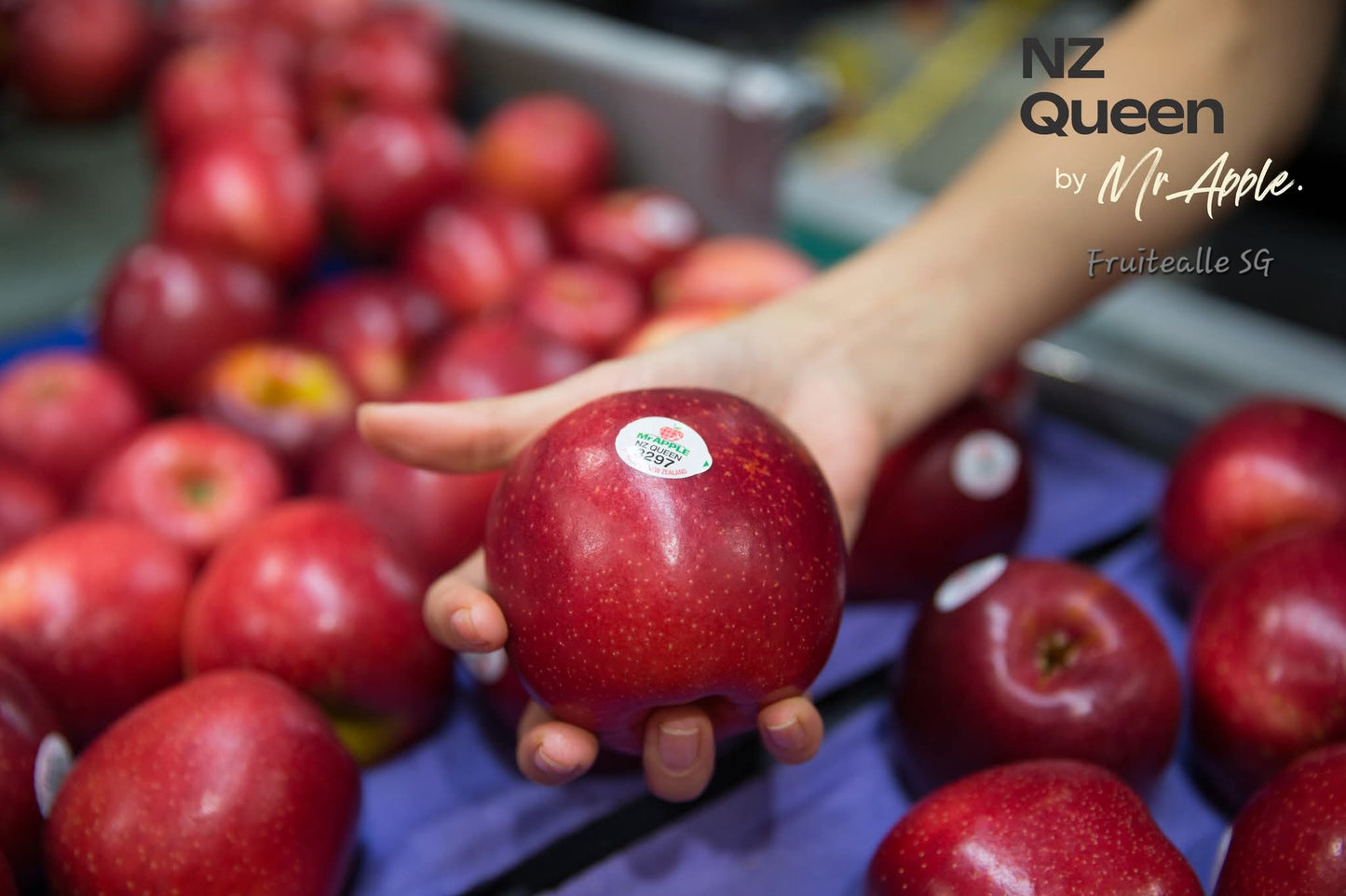 Apple - NZ Queen Apple | [Mr.Apple] New Zealand