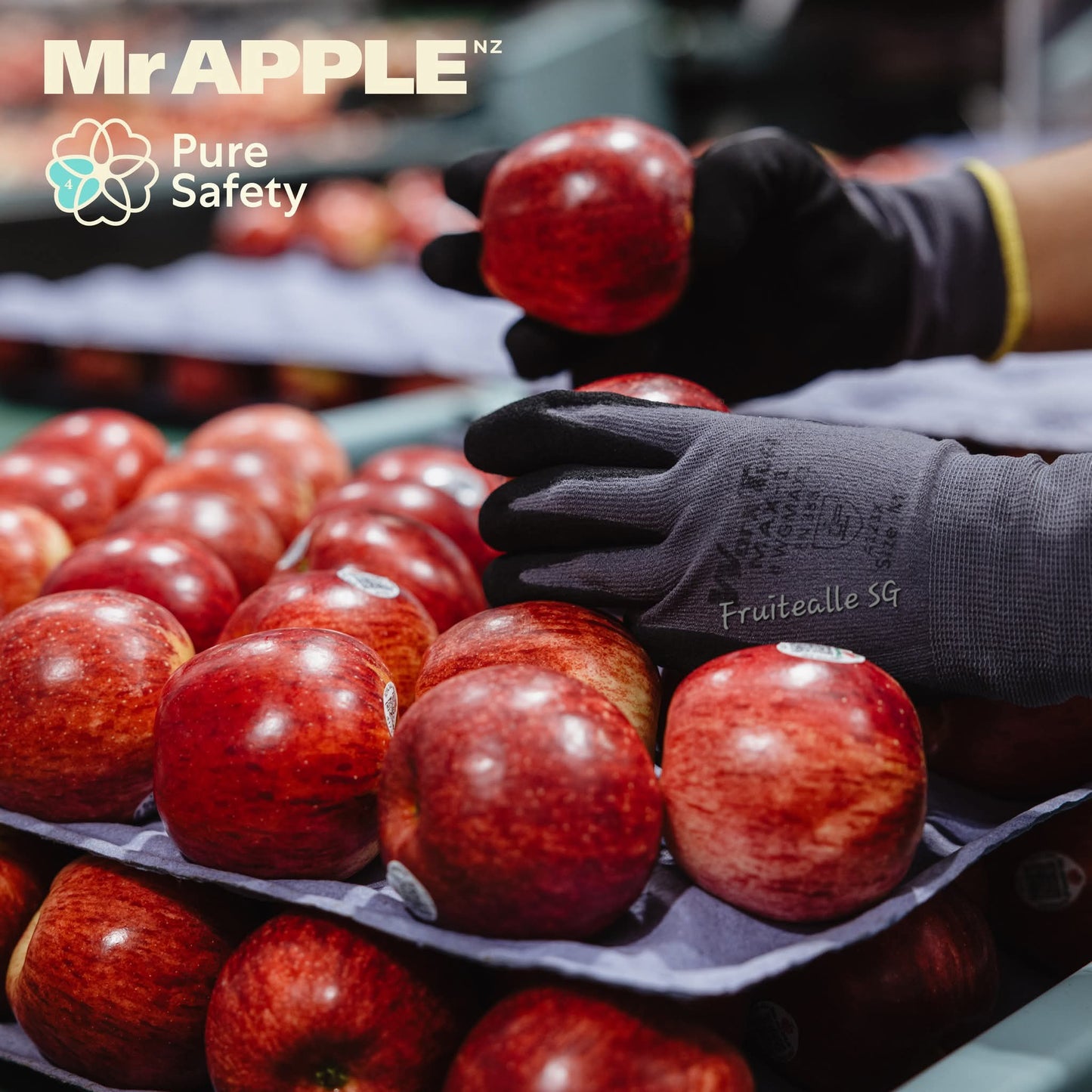 Apple - NZ Queen Apple | [Mr.Apple] New Zealand